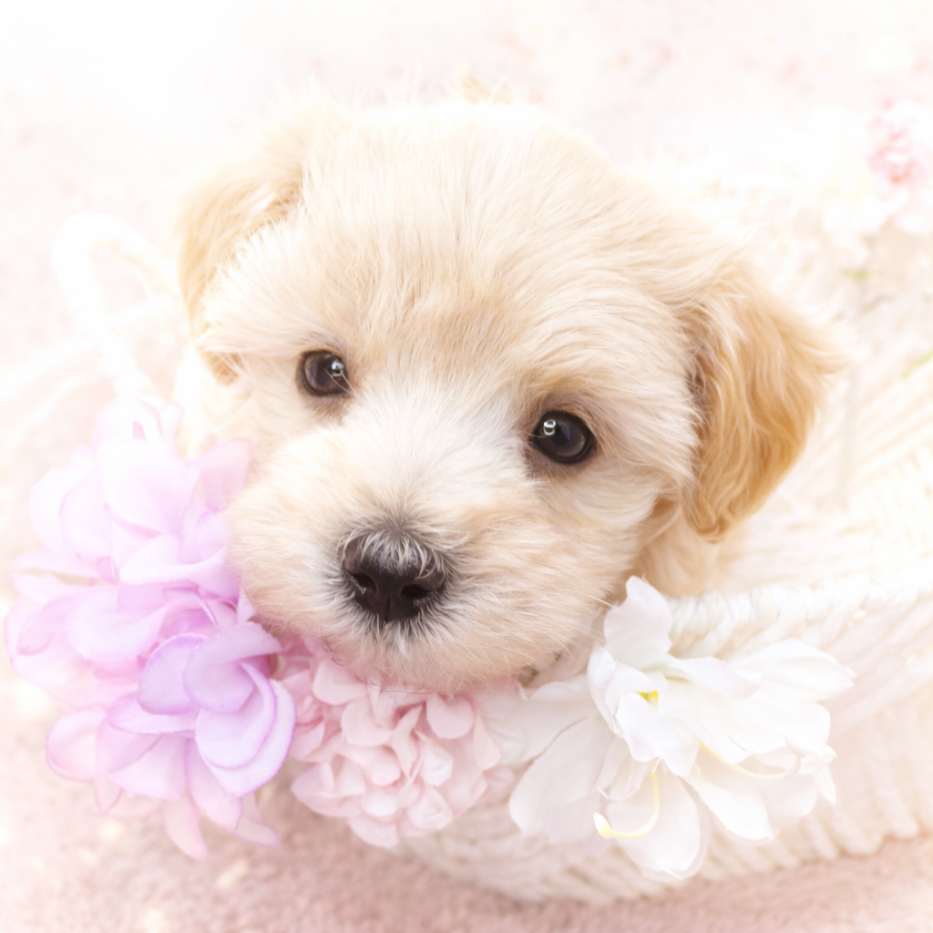 石川県のマルプー(マルチーズ×プードル) (犬の家＆猫の里アミーゴ金沢有松店/2025年10月27日生まれ/男の子/アプリコット)の子犬の3枚目の画像