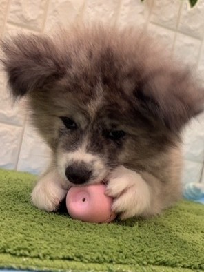 岡山県の秋田犬 (犬の家＆猫の里天満屋ハピーズ西大寺モール店/2026年6月21日生まれ/女の子/虎)の子犬の3枚目の画像