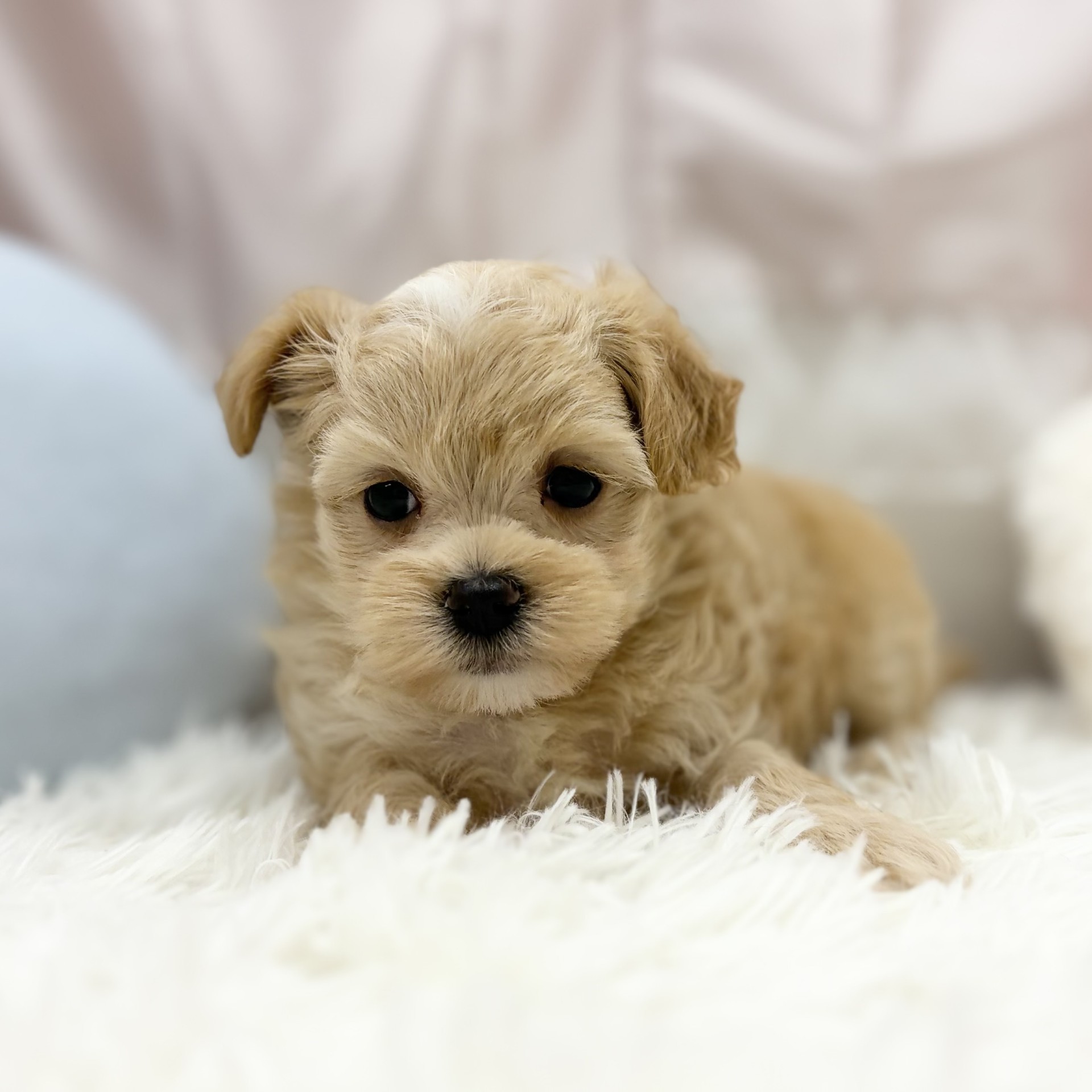 兵庫県のマルプー(マルチーズ×プードル) (犬の家＆猫の里カナート西神戸店/2026年5月30日生まれ/女の子/クリーム)の子犬の3枚目の画像