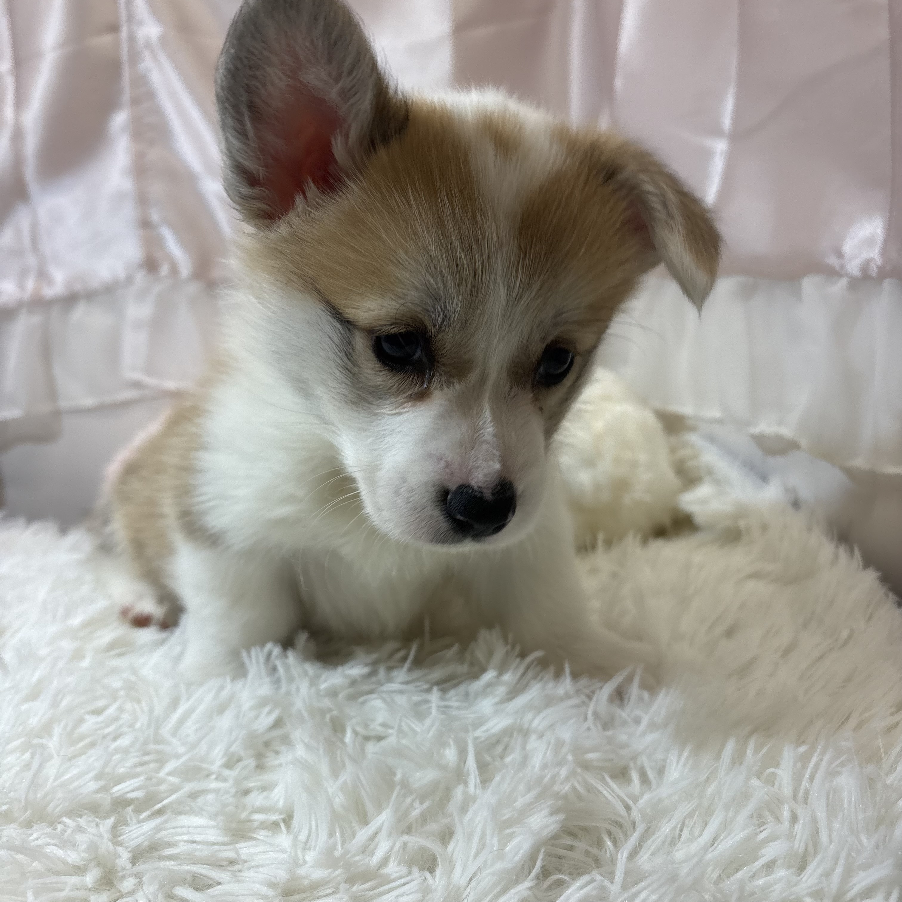 兵庫県のウェルシュコーギーペンブローク (犬の家＆猫の里カナート西神戸店/2026年2月5日生まれ/女の子/セーブルホワイト)の子犬の3枚目の画像