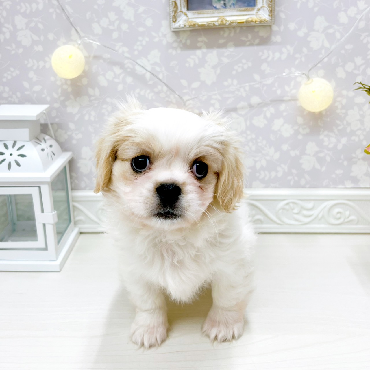 富山県のハーフ犬・ミックス犬 (犬の家＆猫の里アミーゴ山室店/2025年12月12日生まれ/女の子/ブレンハイム)の子犬の3枚目の画像