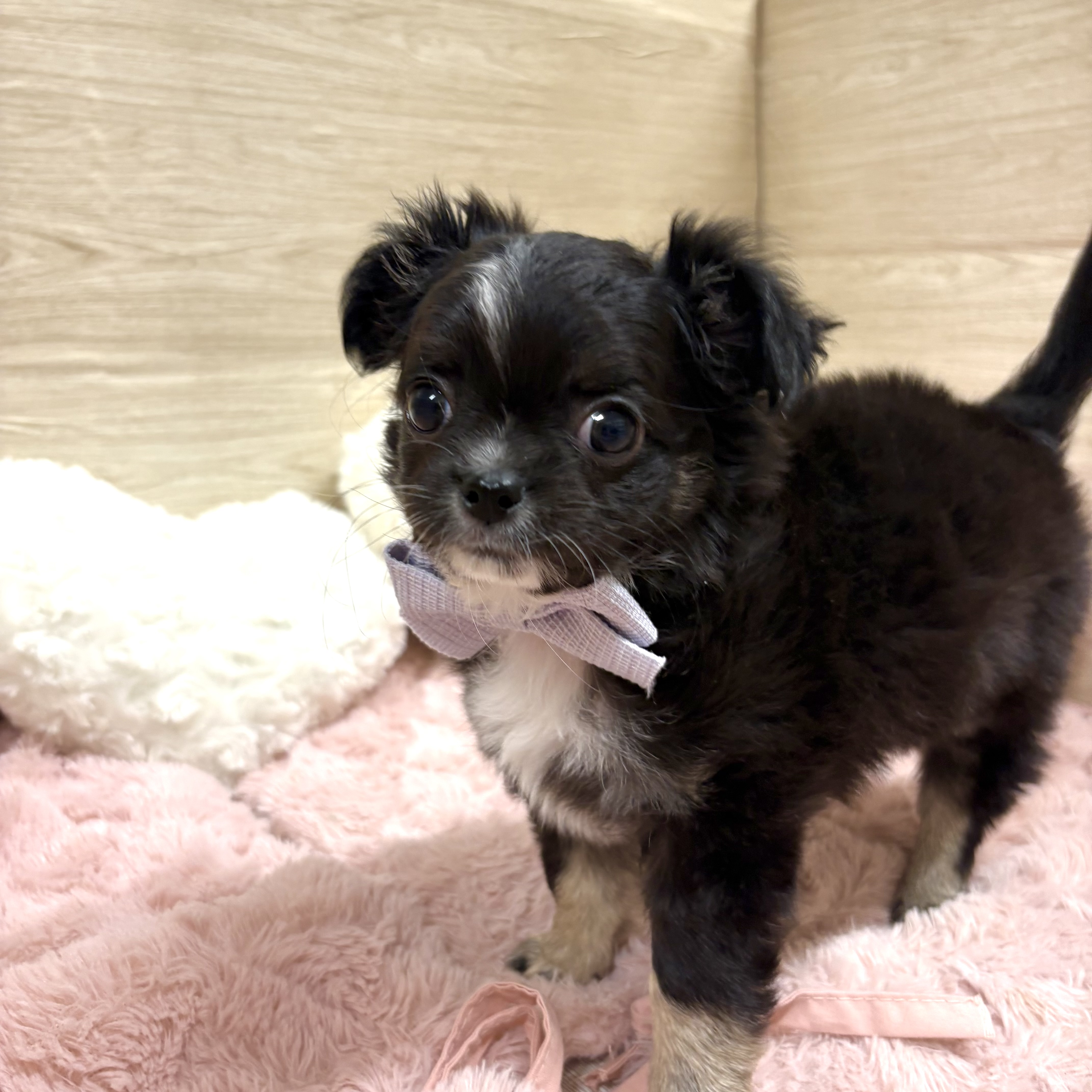 大阪府のチワワ(ロング) (犬の家＆猫の里そよら東岸和田店/2025年12月12日生まれ/男の子/ブラックホワイト)の子犬の3枚目の画像