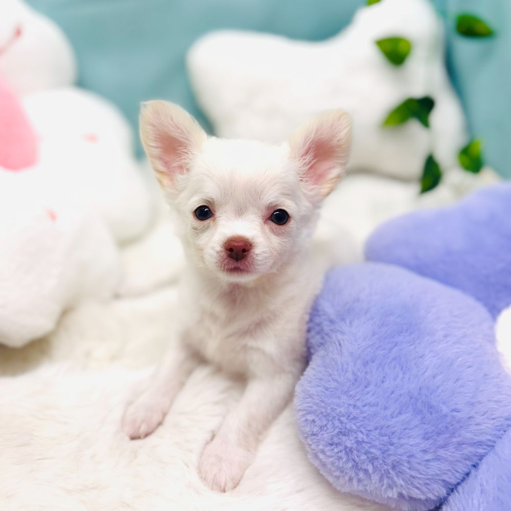 愛知県のチワワ(ロング) (犬の家＆猫の里愛知刈谷店/2025年12月13日生まれ/女の子/ホワイト)の子犬の1枚目の画像