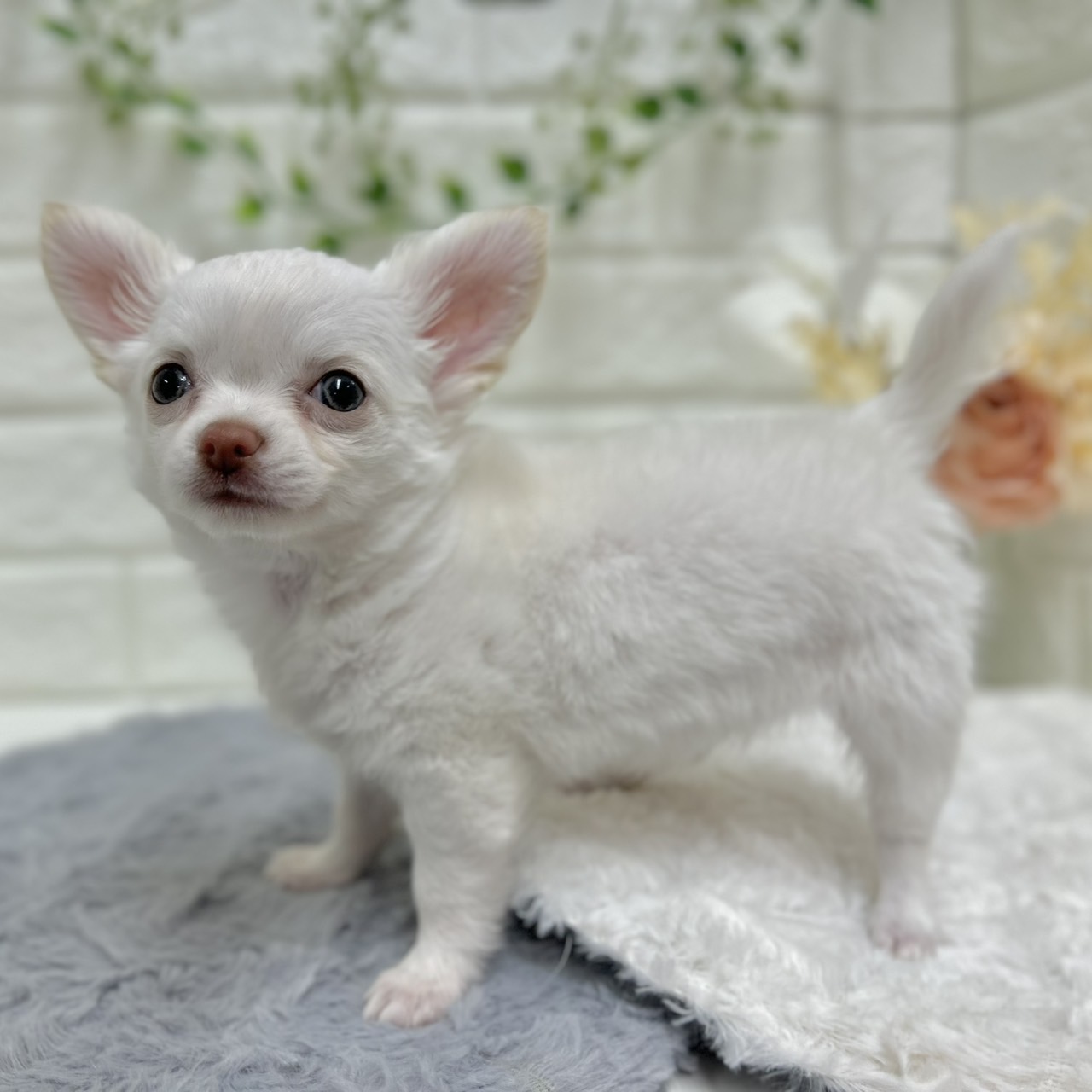 神奈川県のチワワ(ロング) (犬の家＆猫の里相模原店/2025年12月13日生まれ/女の子/ホワイト)の子犬の3枚目の画像