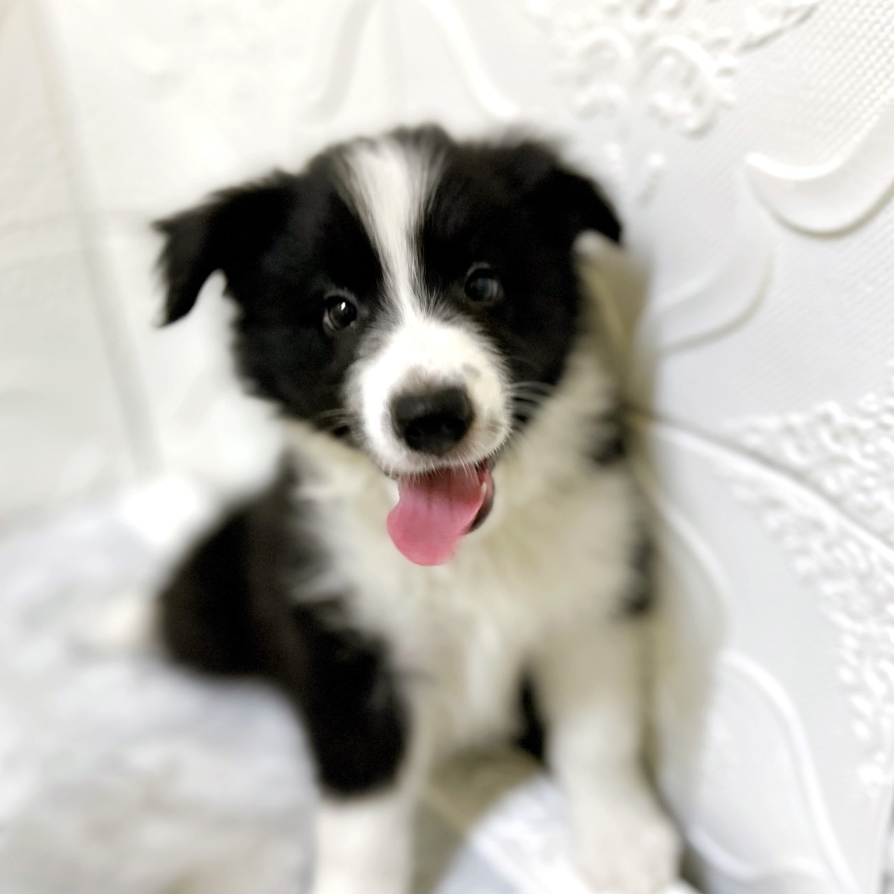 愛知県のボーダーコリー (犬の家＆猫の里岡崎店/2025年12月12日生まれ/男の子/ブラックホワイト)の子犬の3枚目の画像