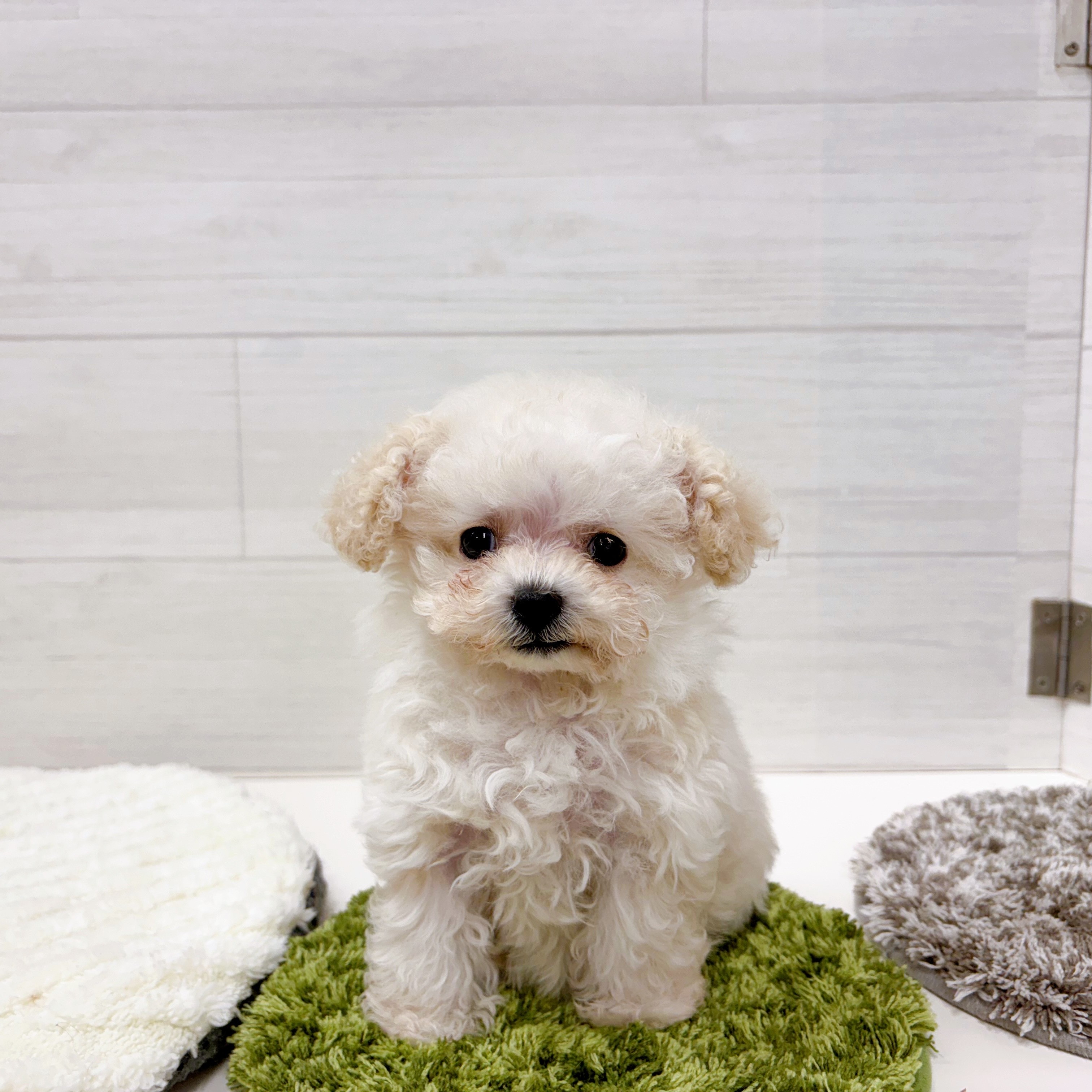 石川県のトイプードル(ティーカップ) (犬の家＆猫の里アミーゴ金沢おこばた店/2025年12月9日生まれ/女の子/ペールフォーン)の子犬の3枚目の画像