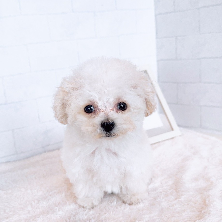 石川県のトイプードル(ティーカップ) (犬の家＆猫の里金沢店/2025年12月9日生まれ/女の子/ペールフォーン)の子犬の3枚目の画像