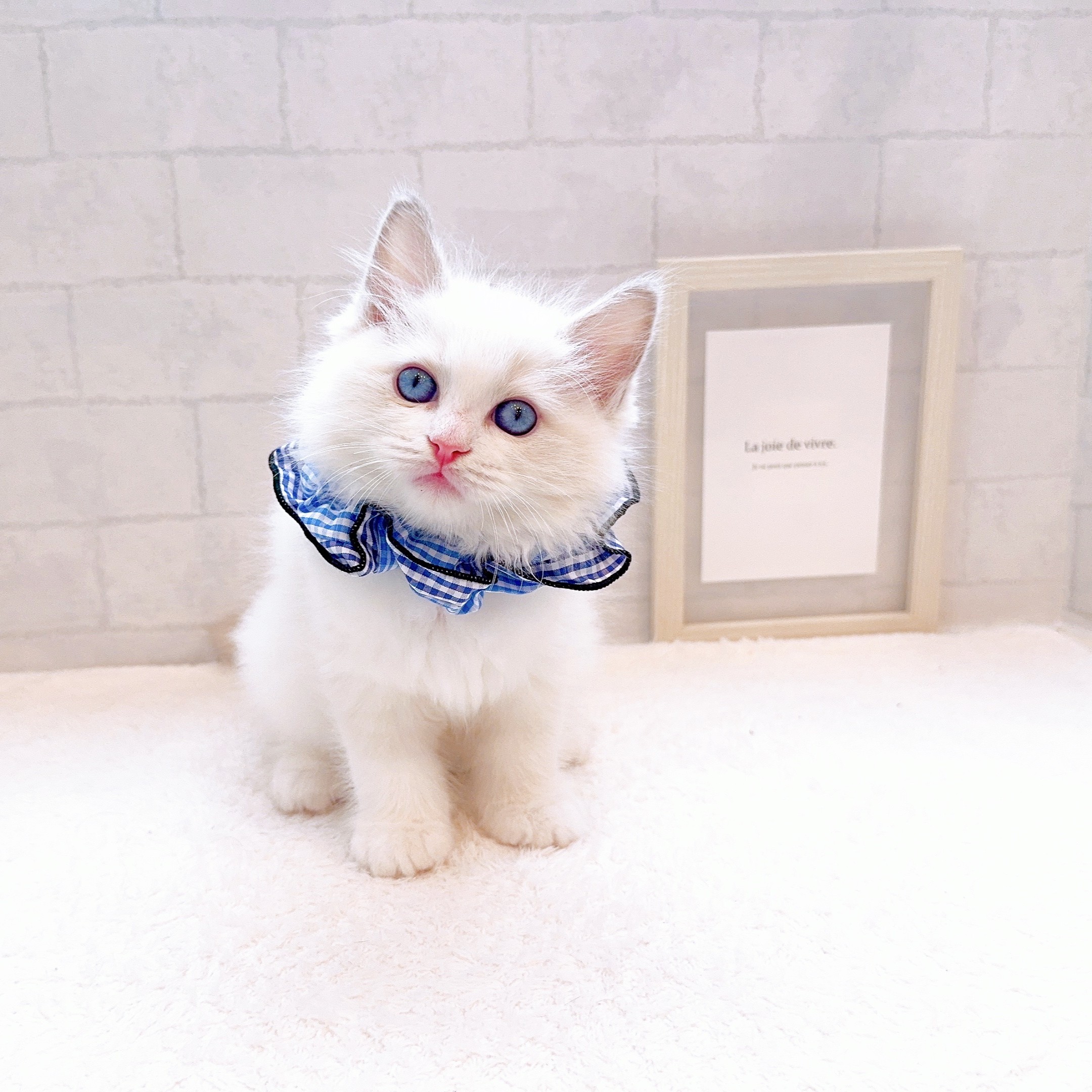 石川県のラグドール (犬の家＆猫の里金沢店/2025年12月12日生まれ/男の子/ブルーポイントバイカラー)の子猫の3枚目の画像