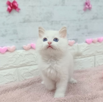 静岡県のラグドール (犬の家＆猫の里プレ葉ウォーク浜北店/2025年12月12日生まれ/男の子/ブルーポイントバイカラー)の子猫の3枚目の画像