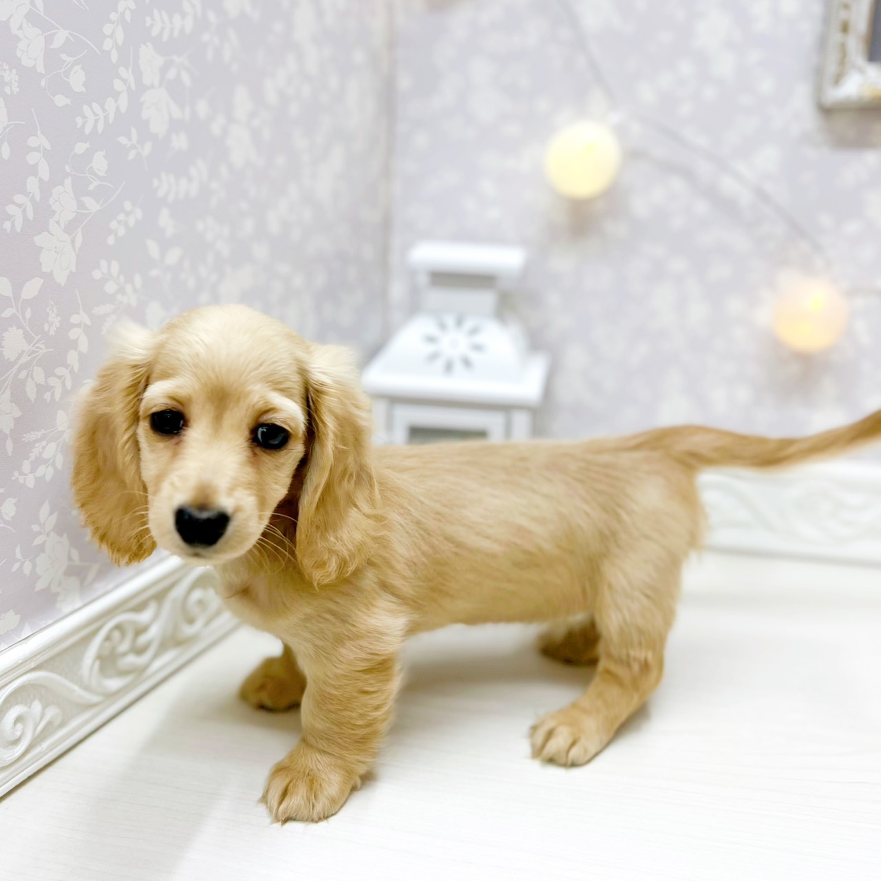 富山県のミニチュアダックスフンド(ロング) (犬の家＆猫の里アミーゴ山室店/2025年12月13日生まれ/女の子/イエロー)の子犬の3枚目の画像