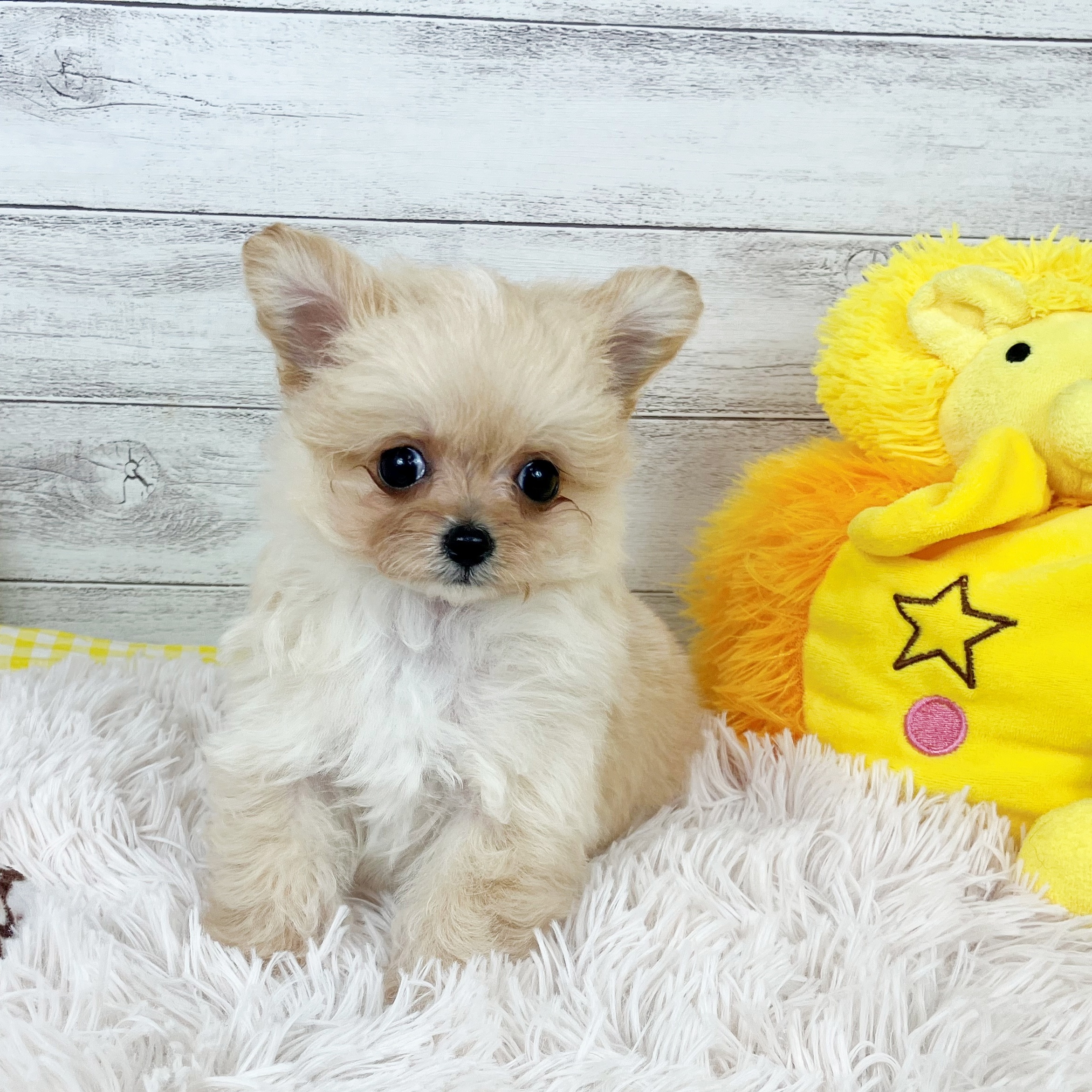 兵庫県のチワプー/プーチー(チワワ×プードル) (犬の家＆猫の里川西店/2025年11月30日生まれ/男の子/クリーム)の子犬の3枚目の画像