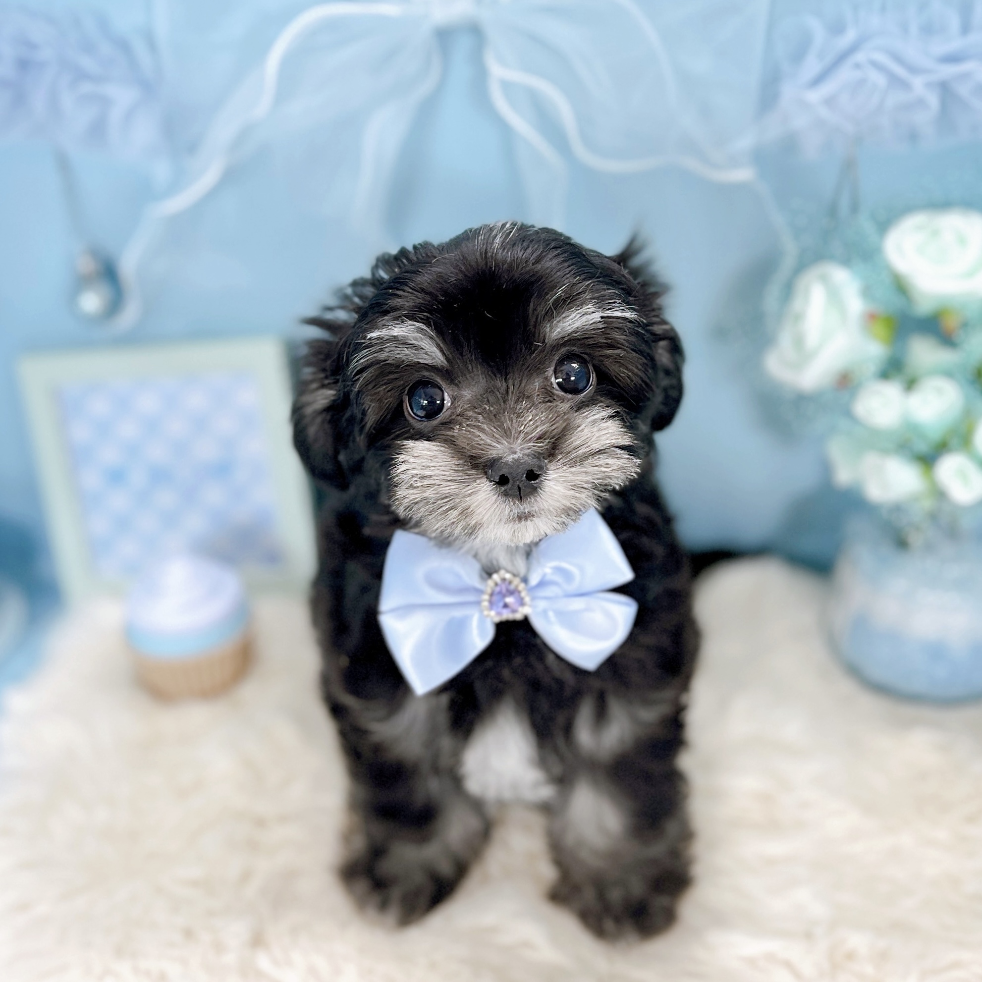 福井県のチワマル/マルチワ(チワワ×マルチーズ) (犬の家＆猫の里アミーゴ福井大和田店/2025年12月11日生まれ/男の子/ブラッククリーム)の子犬の3枚目の画像