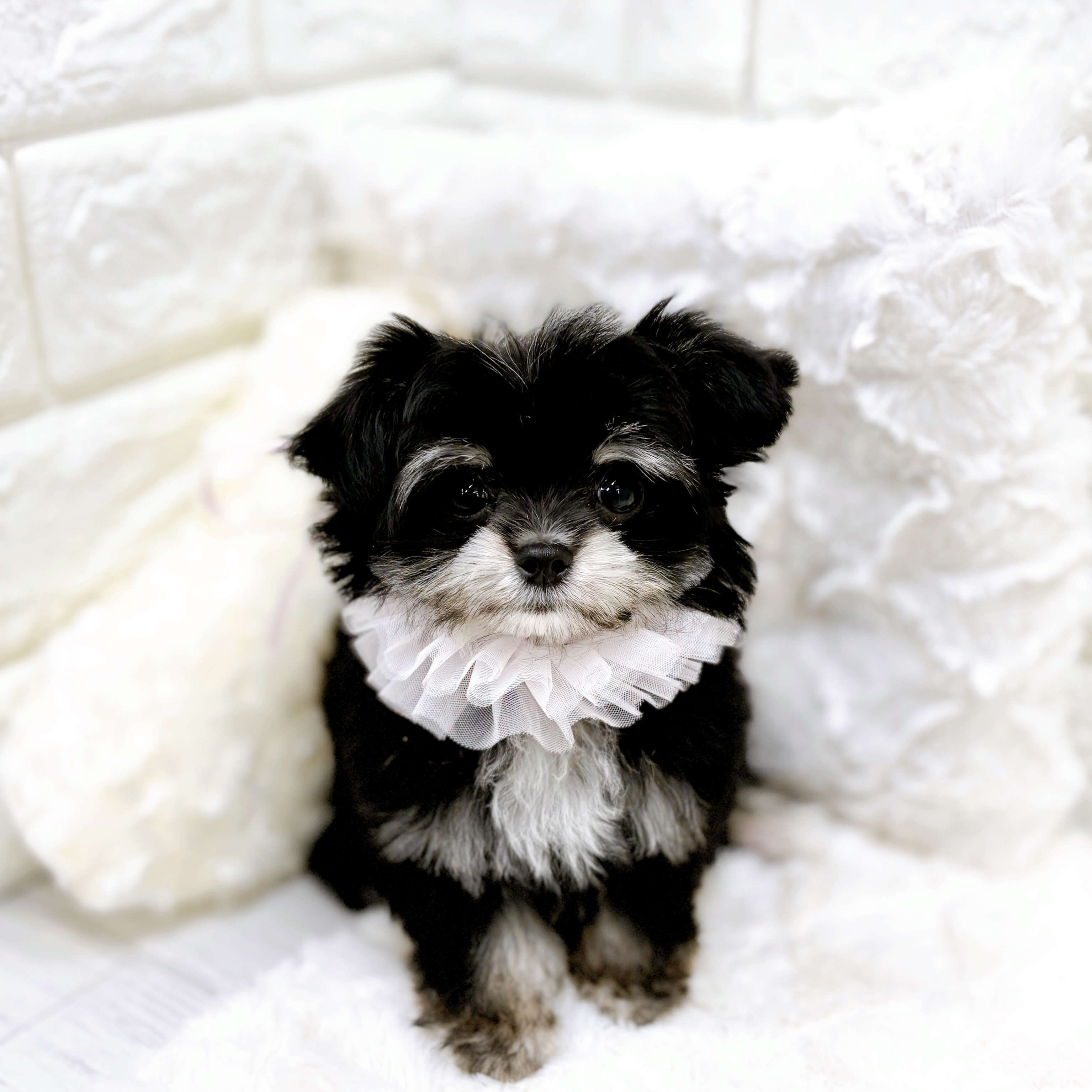 福井県のチワマル/マルチワ(チワワ×マルチーズ) (犬の家＆猫の里アミーゴ福井店/2025年12月11日生まれ/女の子/ブラッククリーム)の子犬の3枚目の画像