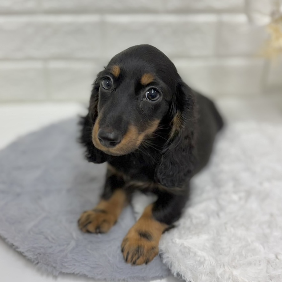 神奈川県のミニチュアダックスフンド(ロング) (犬の家＆猫の里相模原店/2025年12月11日生まれ/男の子/ブラックタン)の子犬の3枚目の画像