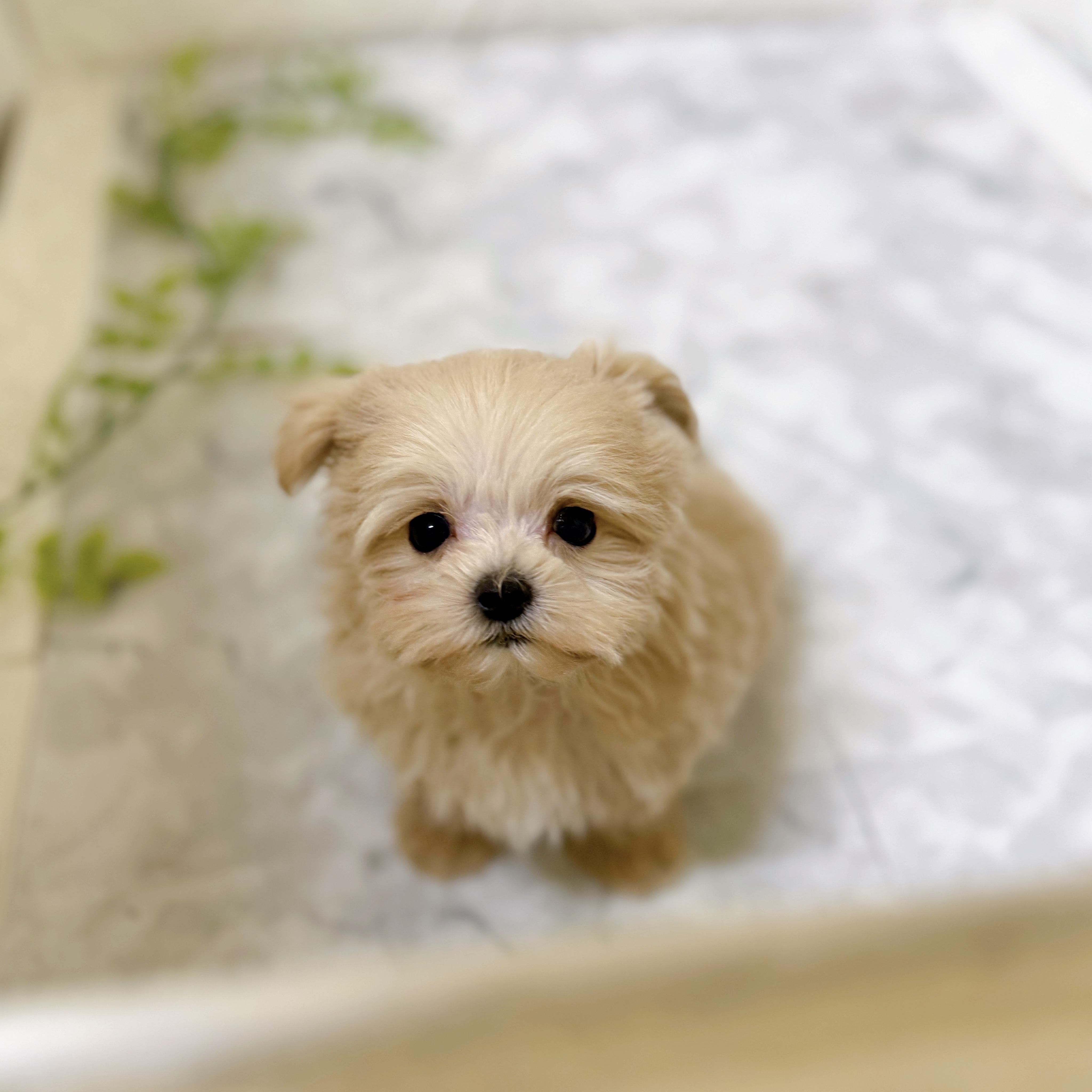 愛知県のマルプー(マルチーズ×プードル) (犬の家＆猫の里岡崎店/2025年12月12日生まれ/男の子/クリームホワイト)の子犬の3枚目の画像