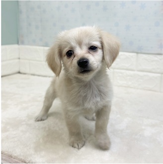 静岡県のチワックス(チワワ×ダックス) (犬の家＆猫の里マークイズ静岡店/2025年12月13日生まれ/男の子/クリーム)の子犬の3枚目の画像