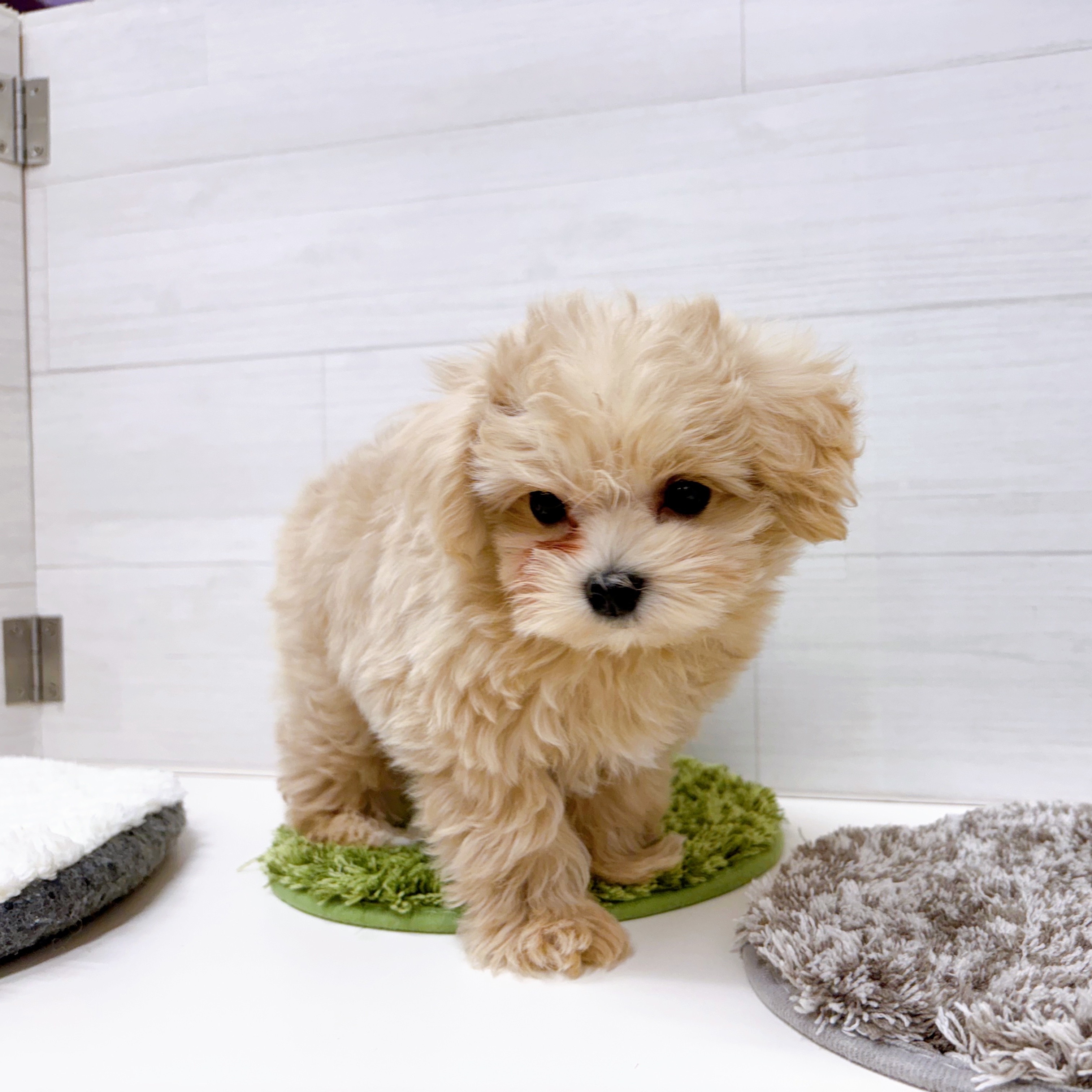 石川県のマルプー(マルチーズ×プードル) (犬の家＆猫の里アミーゴ金沢おこばた店/2025年12月13日生まれ/男の子/クリームホワイト)の子犬の3枚目の画像