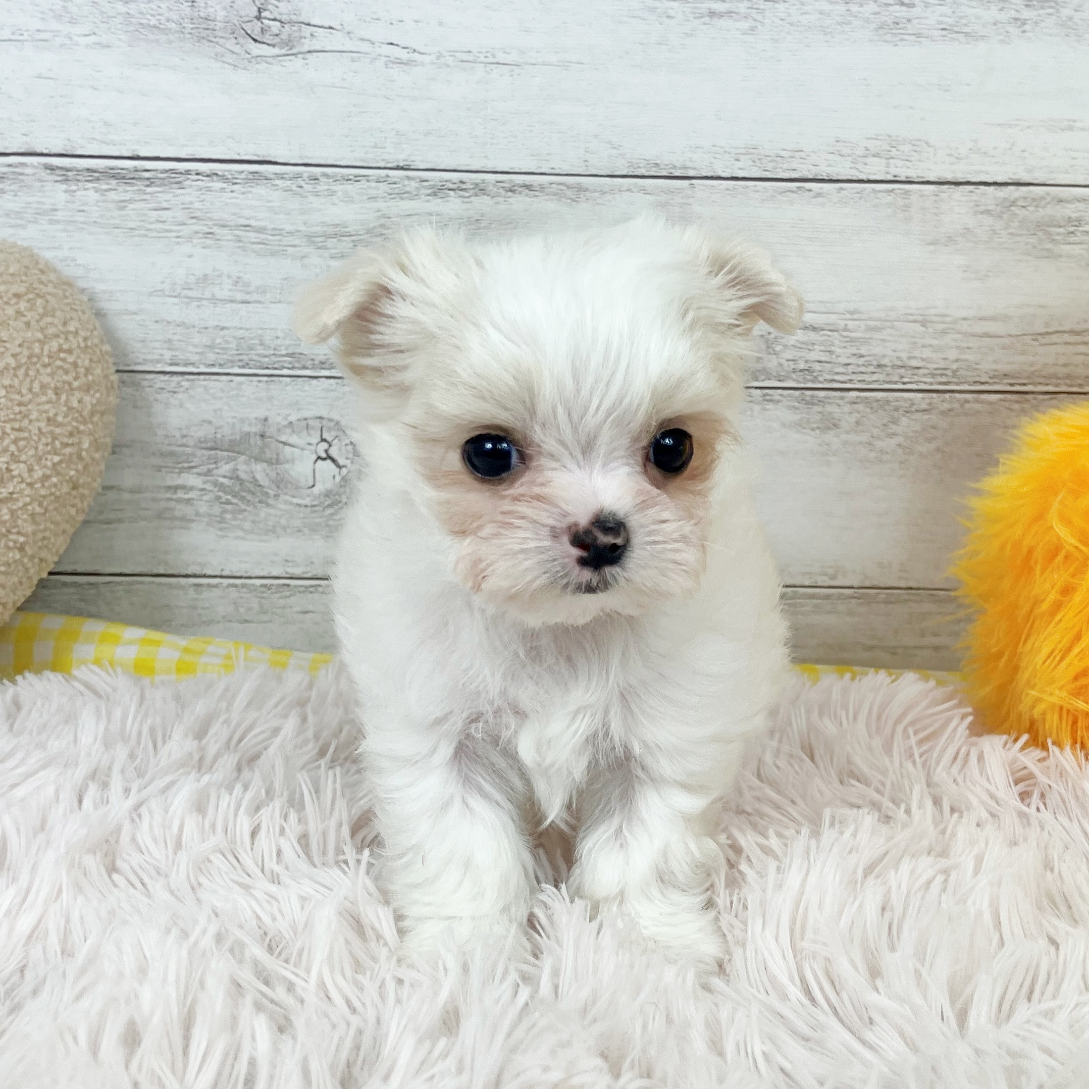 兵庫県のチワマル/マルチワ(チワワ×マルチーズ) (犬の家＆猫の里川西店/2025年12月9日生まれ/男の子/ホワイト)の子犬の3枚目の画像