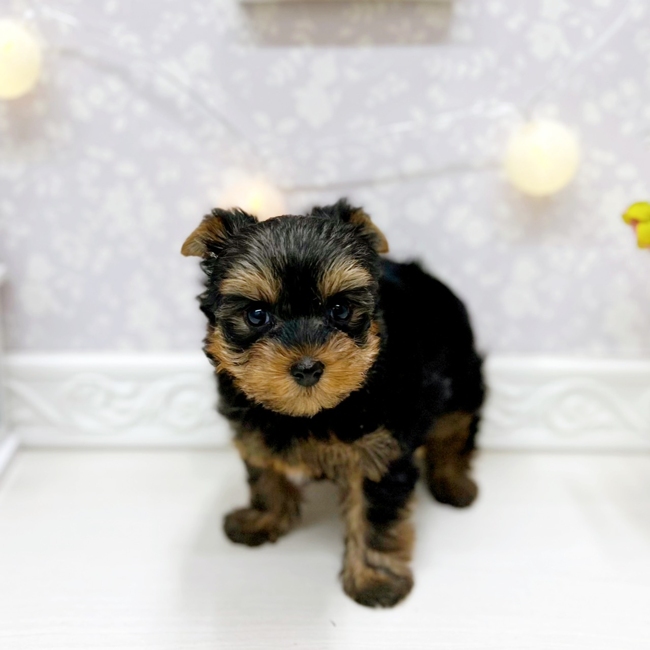 富山県のヨークシャーテリア (犬の家＆猫の里アミーゴ山室店/2025年12月14日生まれ/女の子/スチールブルータン)の子犬の3枚目の画像