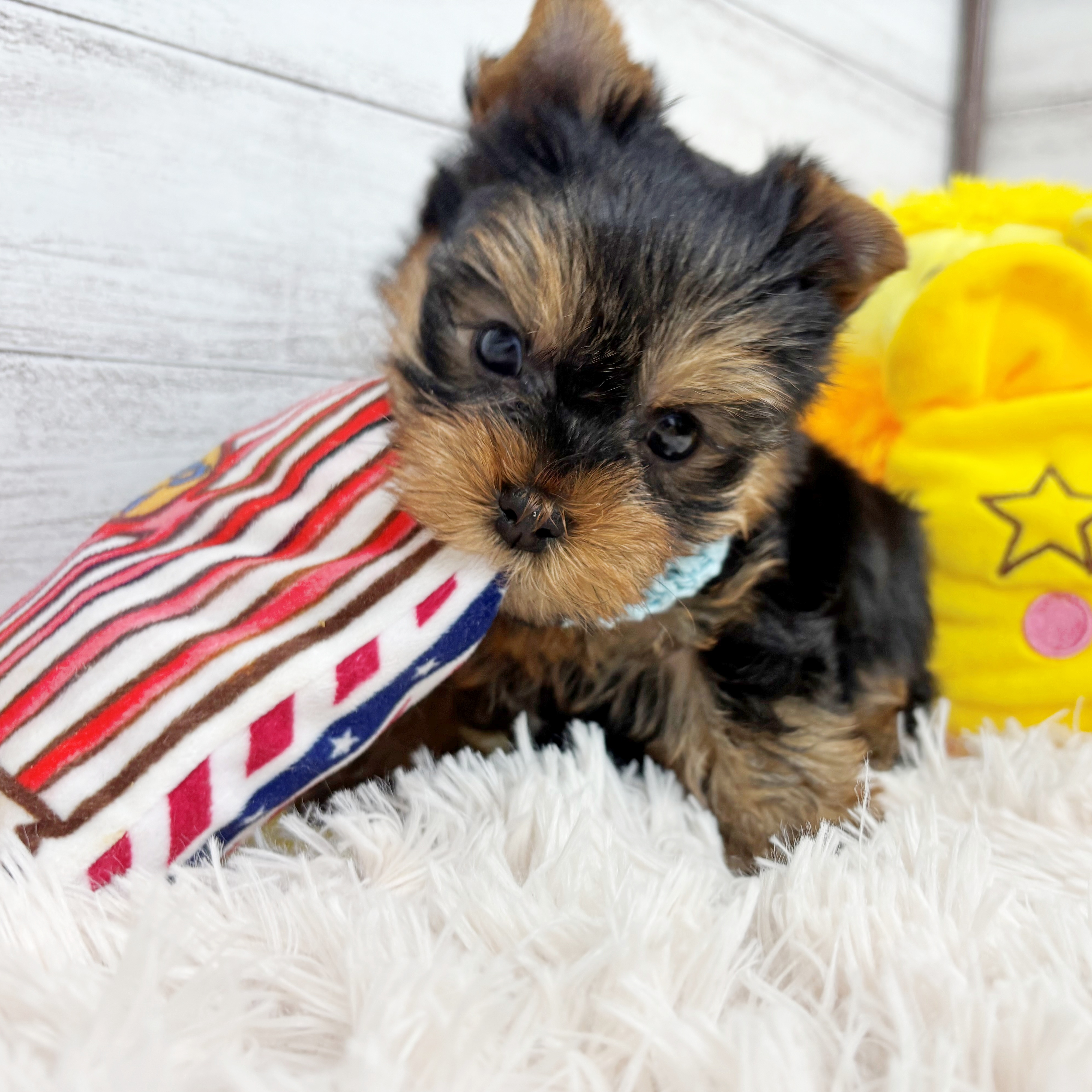 兵庫県のヨークシャーテリア (犬の家＆猫の里川西店/2025年12月14日生まれ/男の子/スチールブルータン)の子犬の3枚目の画像