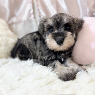 兵庫県のミニチュアシュナウザー (犬の家＆猫の里カナート西神戸店/2025年12月12日生まれ/男の子/ソルトペッパー)の子犬の3枚目の画像
