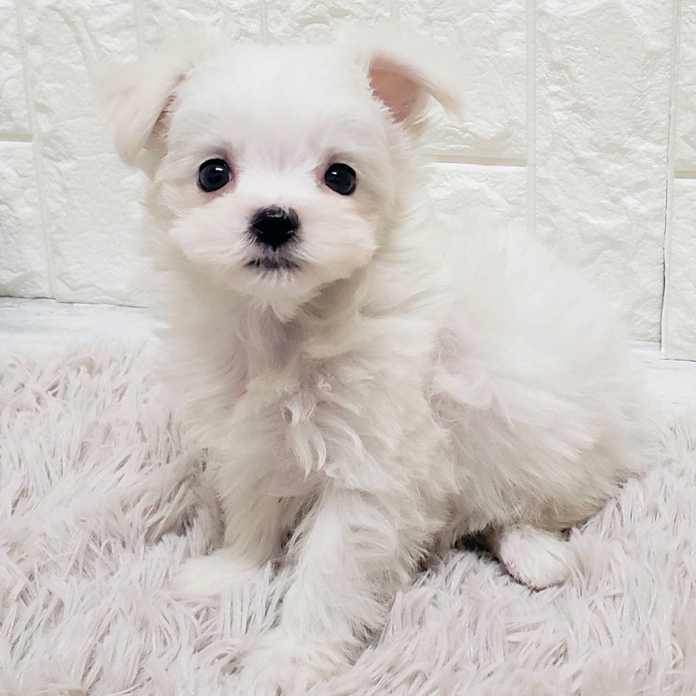 岡山県のチワマル/マルチワ(チワワ×マルチーズ) (犬の家＆猫の里岡山店/2025年12月13日生まれ/女の子/ホワイト)の子犬の3枚目の画像