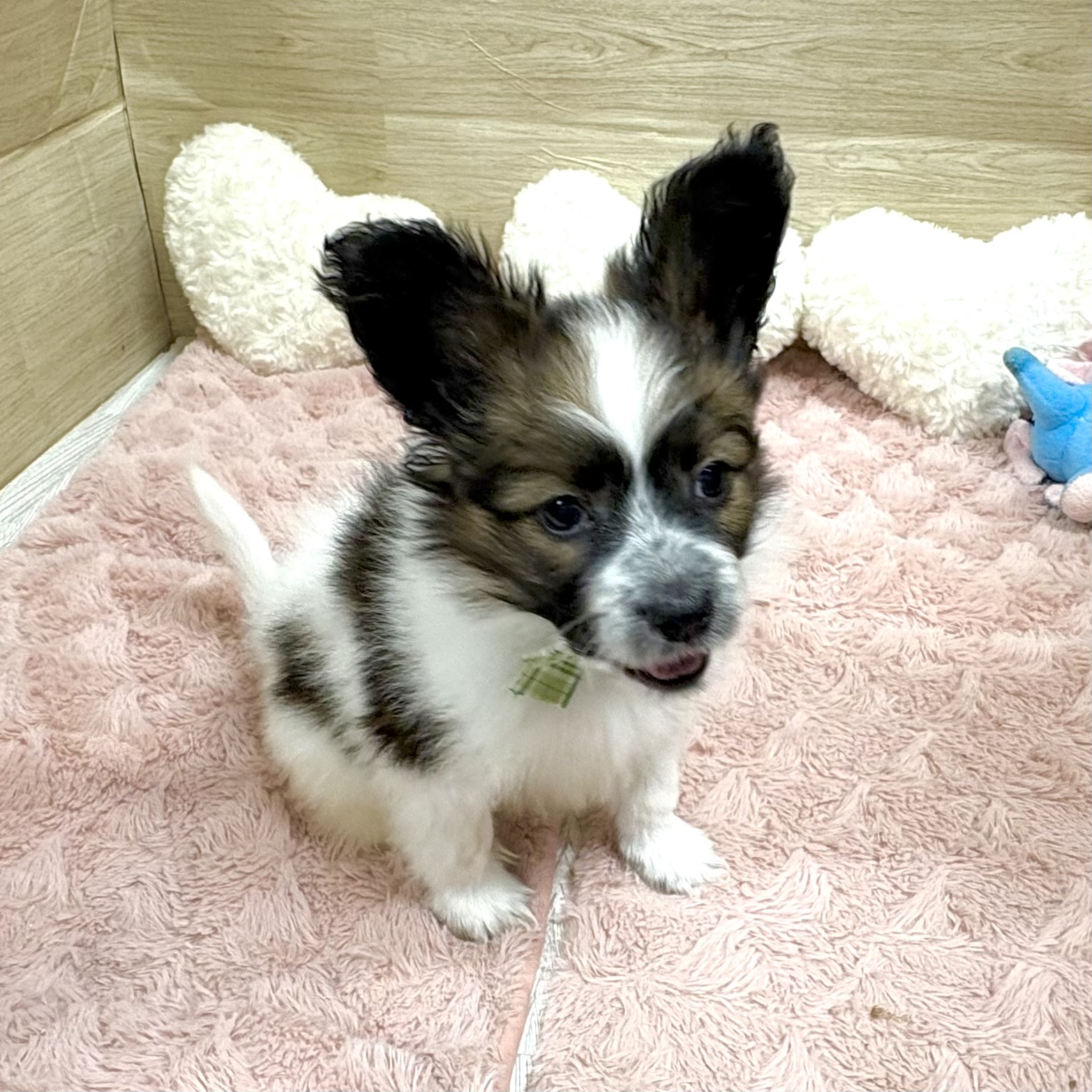 大阪府のパピヨン (犬の家＆猫の里そよら東岸和田店/2025年12月13日生まれ/男の子/ホワイトブラウン)の子犬の3枚目の画像