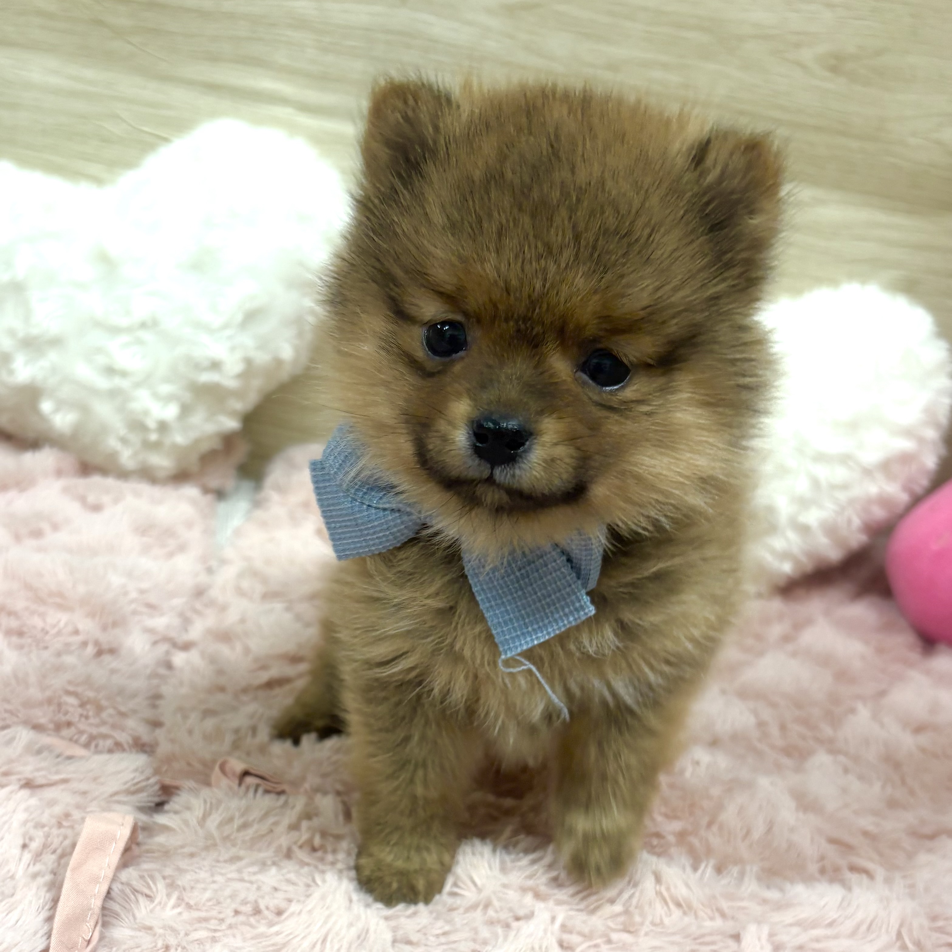 大阪府のポメ柴/豆ポメ/ポメ豆柴(ポメラニアン×柴犬) (犬の家＆猫の里そよら東岸和田店/2025年12月14日生まれ/男の子/オレンジ)の子犬の3枚目の画像