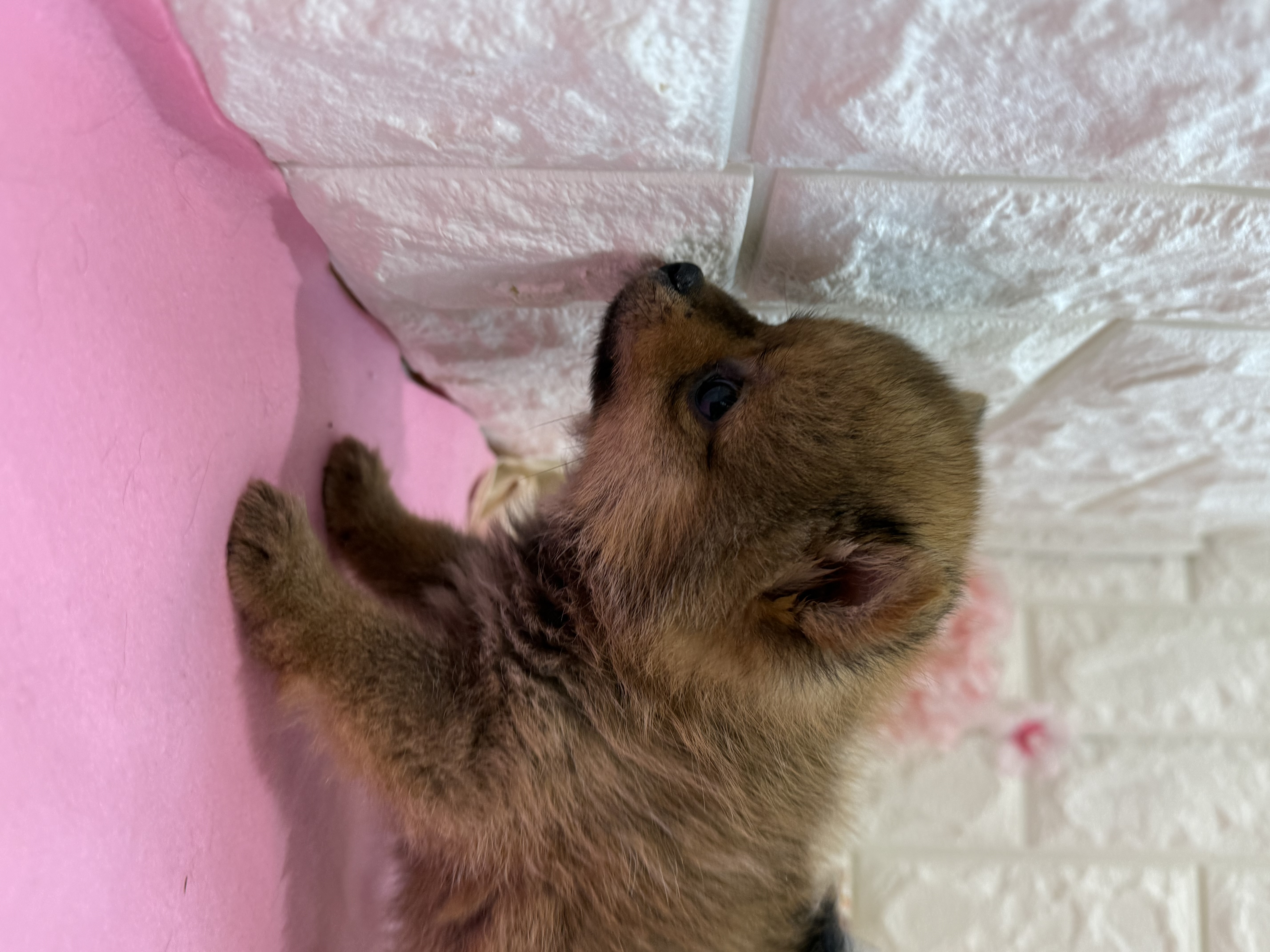 岡山県のポメ柴/豆ポメ/ポメ豆柴(ポメラニアン×柴犬) (犬の家＆猫の里倉敷店/2025年12月14日生まれ/男の子/オレンジ)の子犬の3枚目の画像