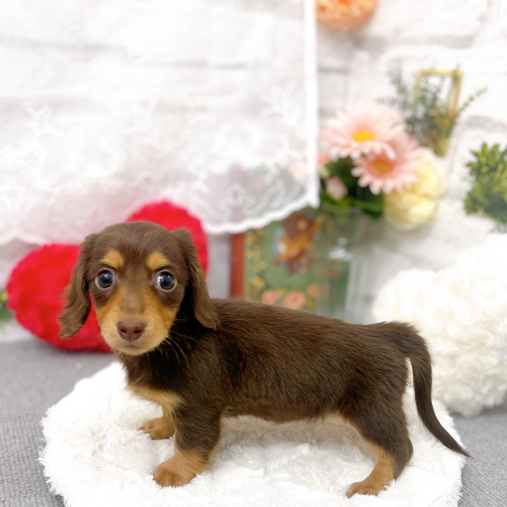 京都府のカニンヘンダックスフンド(ロング) (犬の家＆猫の里京都樟葉店/2025年12月13日生まれ/女の子/ブラウンタン)の子犬の3枚目の画像