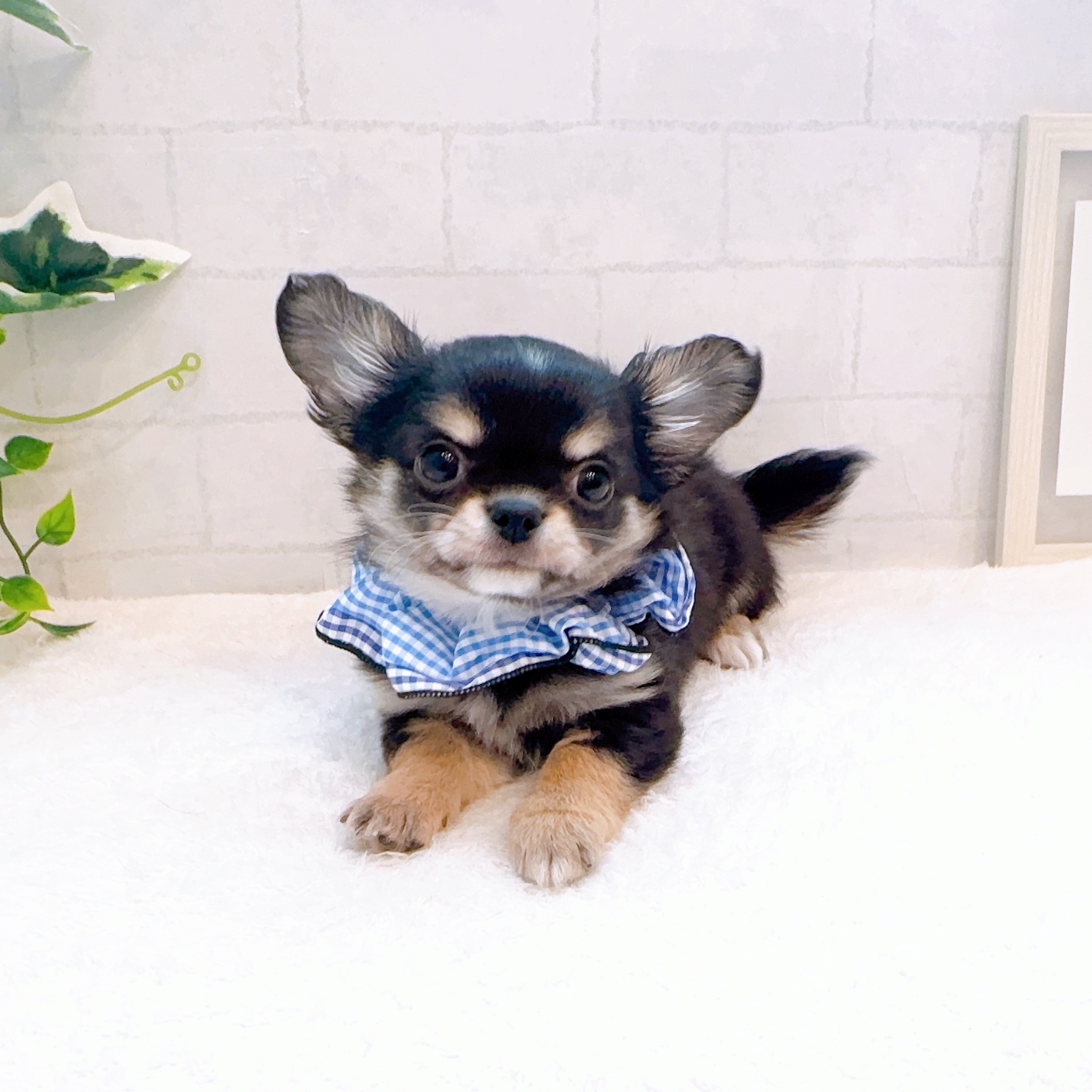 石川県のチワワ(ロング) (犬の家＆猫の里金沢店/2025年12月11日生まれ/男の子/ブラックタン)の子犬の3枚目の画像