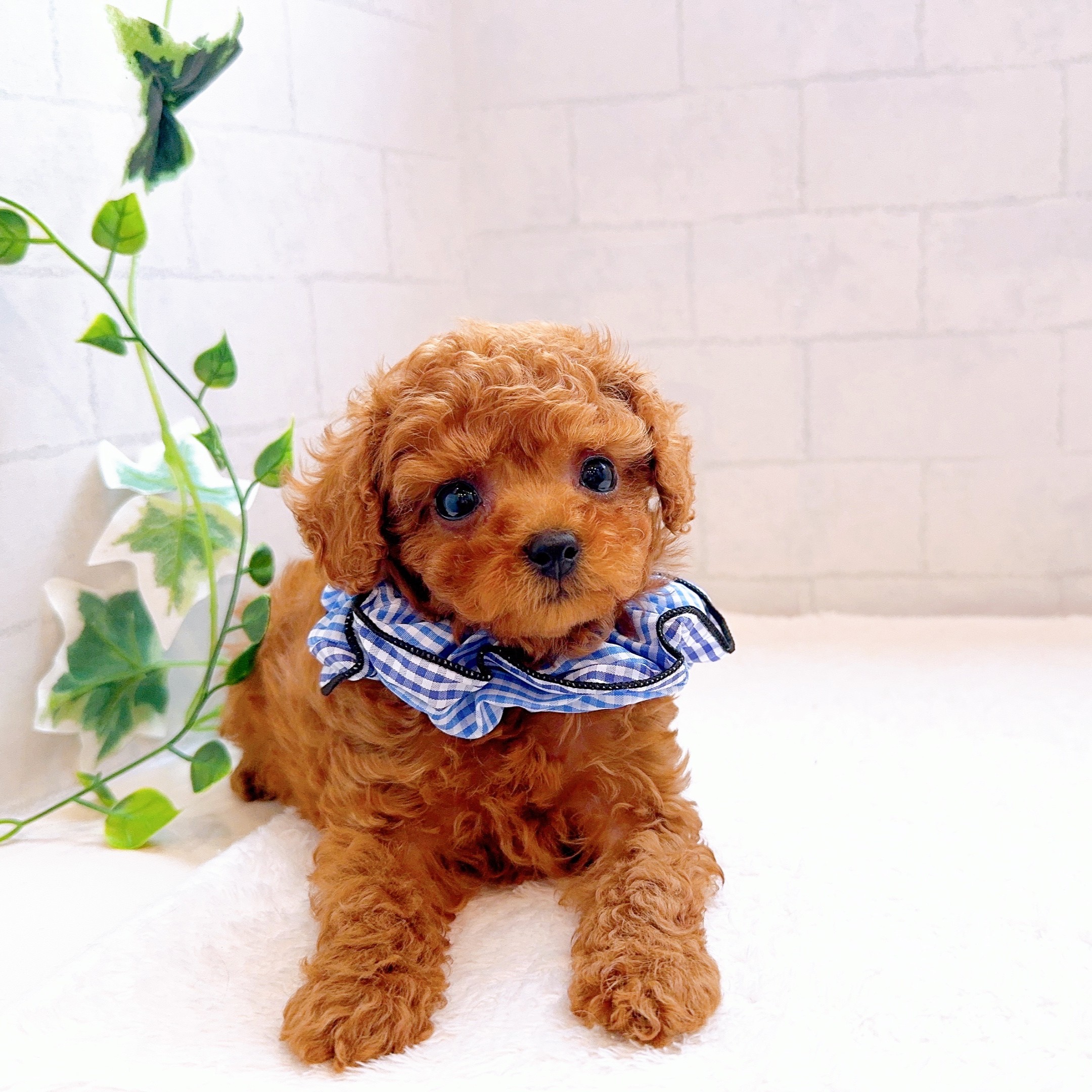 石川県のトイプードル(トイ) (犬の家＆猫の里金沢店/2025年12月13日生まれ/男の子/レッドフォーン)の子犬の3枚目の画像