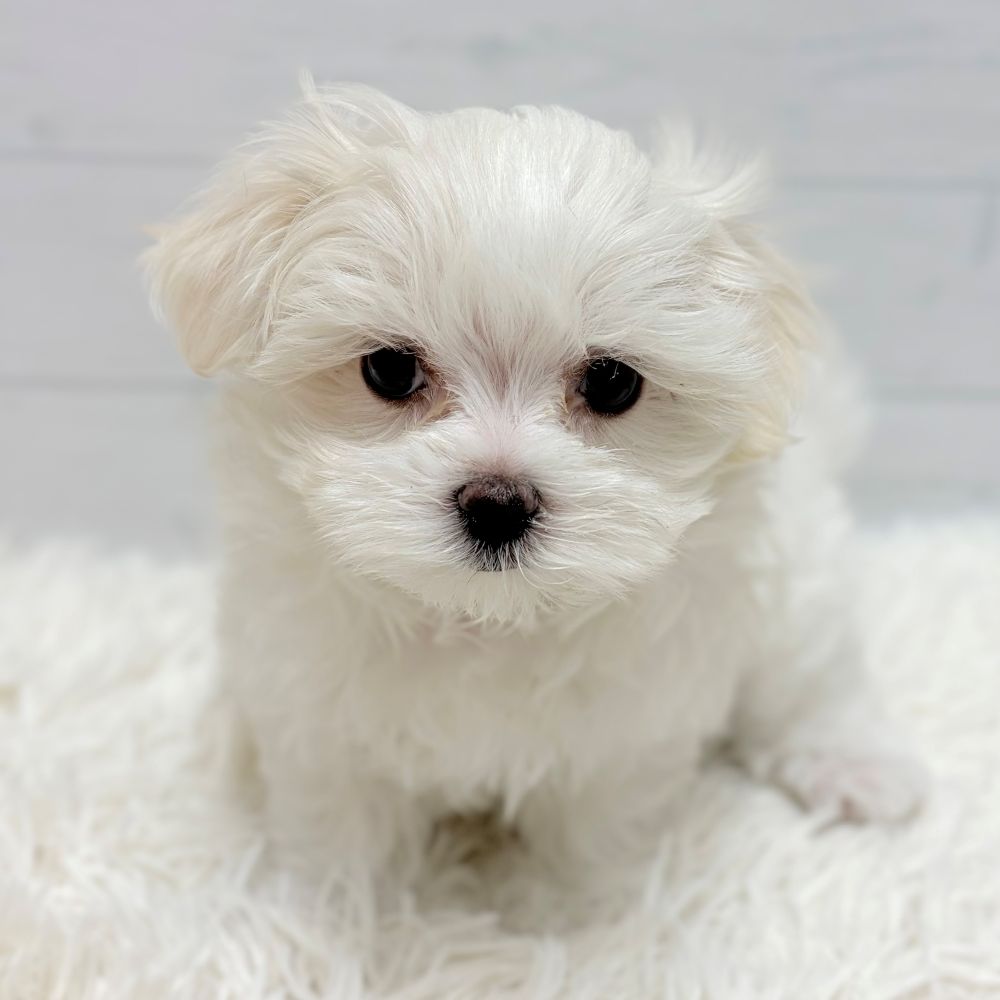 愛知県のマルチーズ (犬の家＆猫の里豊田店/2025年12月15日生まれ/女の子/ホワイト)の子犬の3枚目の画像