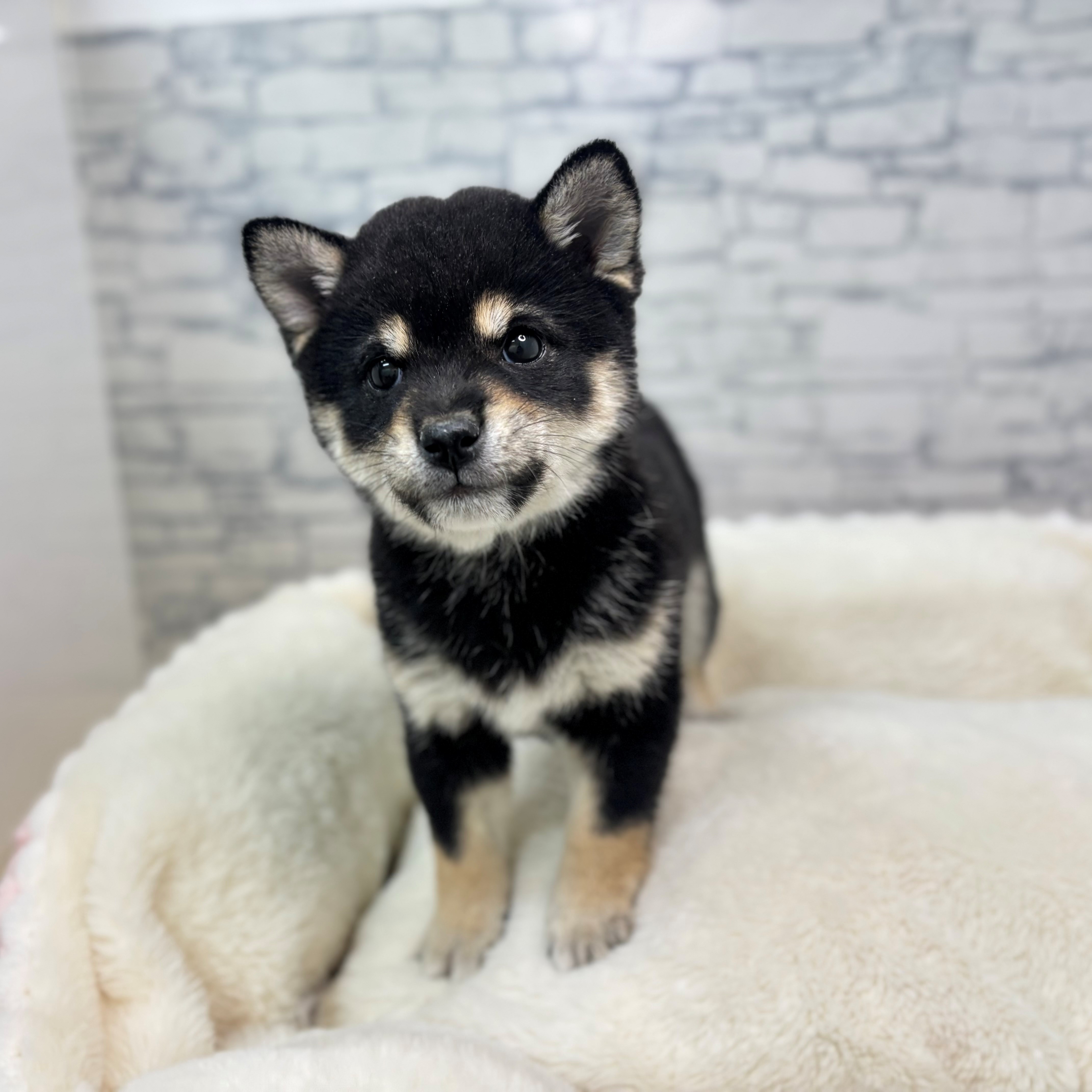 長野県の豆柴 (犬の家＆猫の里長野店/2025年12月12日生まれ/女の子/黒)の子犬の3枚目の画像