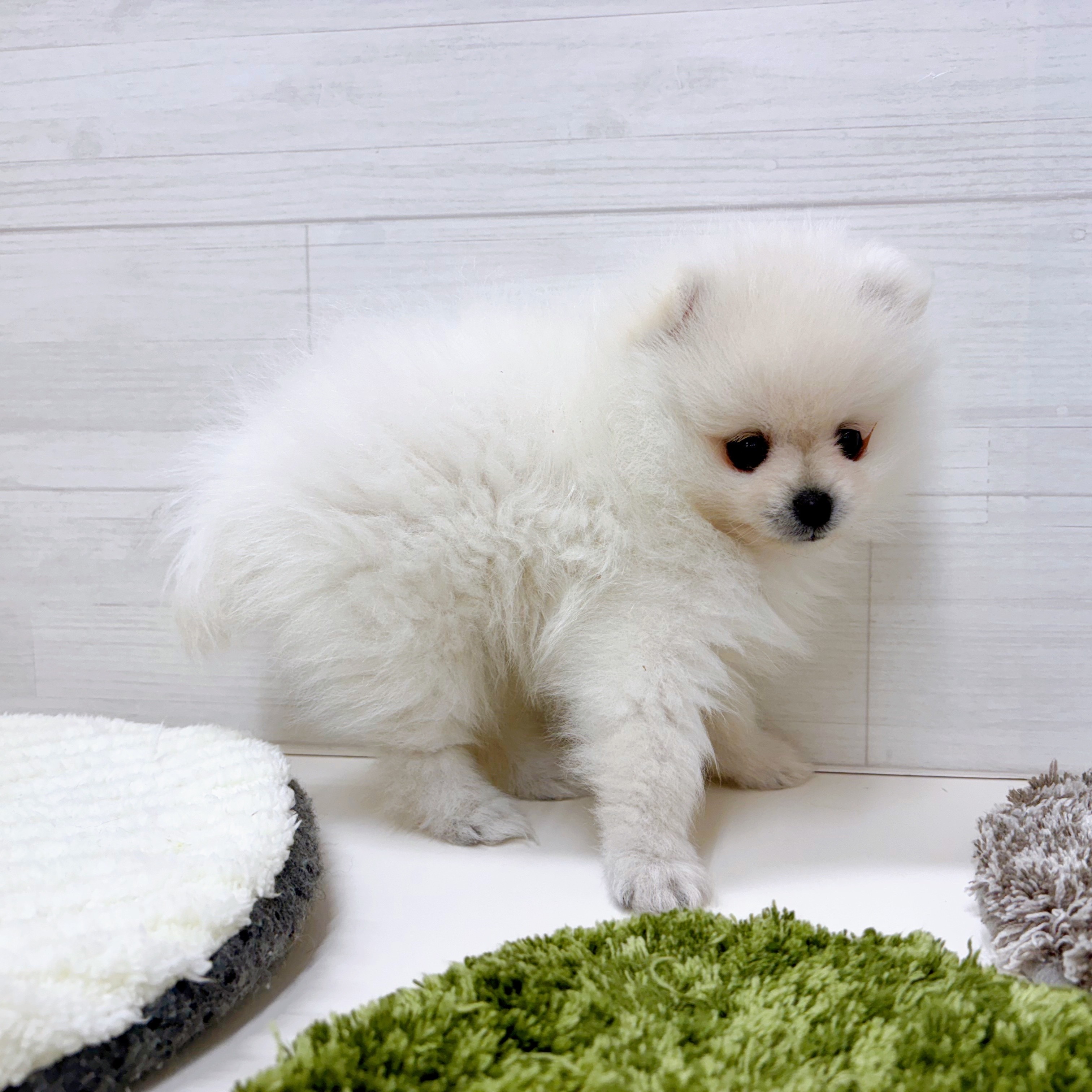 石川県のポメラニアン (犬の家＆猫の里アミーゴ金沢おこばた店/2025年12月15日生まれ/男の子/クリーム)の子犬の3枚目の画像