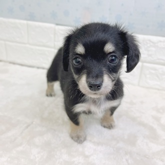 静岡県のチワックス(チワワ×ダックス) (犬の家＆猫の里マークイズ静岡店/2025年12月15日生まれ/女の子/ブラックタン)の子犬の3枚目の画像