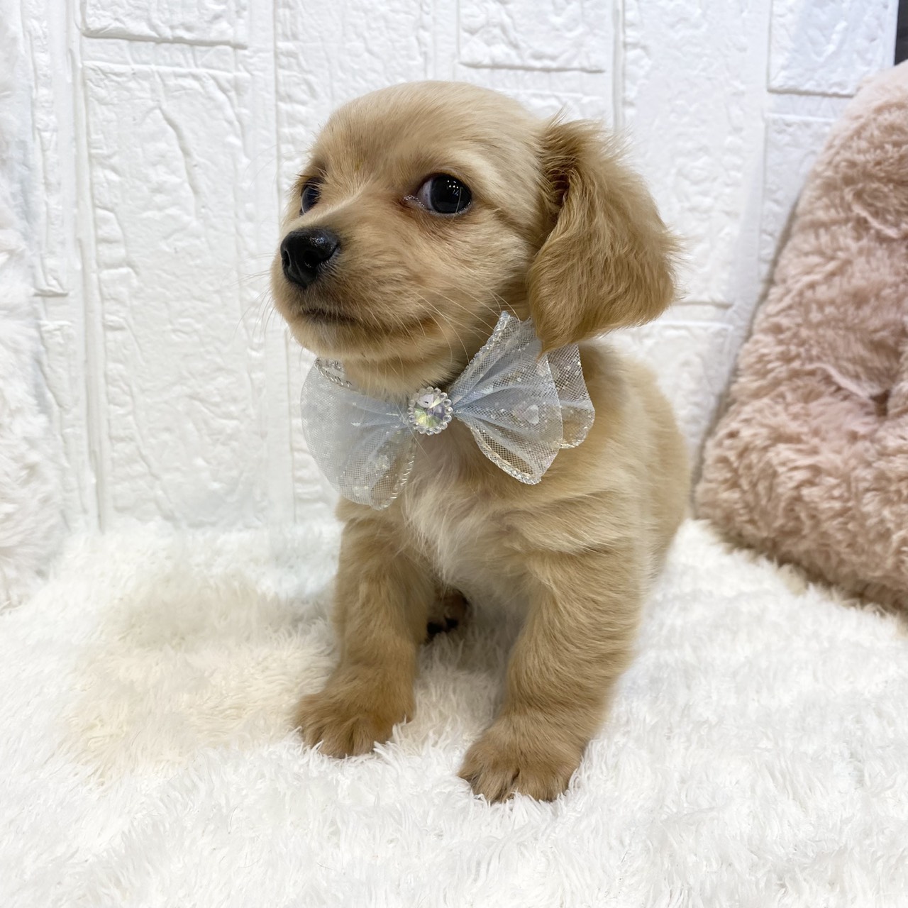 長野県のチワックス(チワワ×ダックス) (犬の家＆猫の里カインズ梓川店/2025年12月13日生まれ/男の子/クリーム)の子犬の3枚目の画像