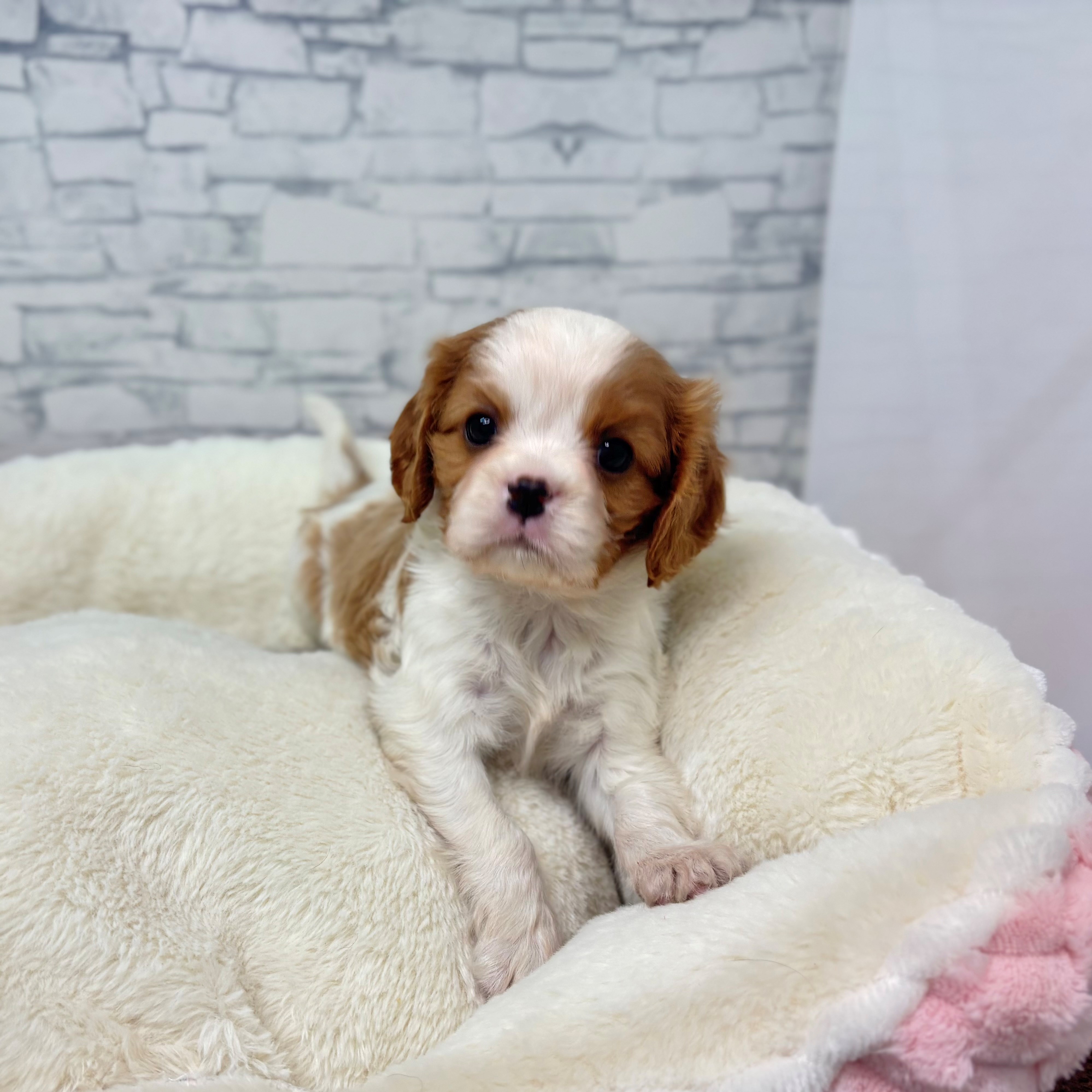 長野県のキャバリアキングチャールズスパニエル (犬の家＆猫の里長野店/2025年12月15日生まれ/女の子/ブレンハイム)の子犬の3枚目の画像