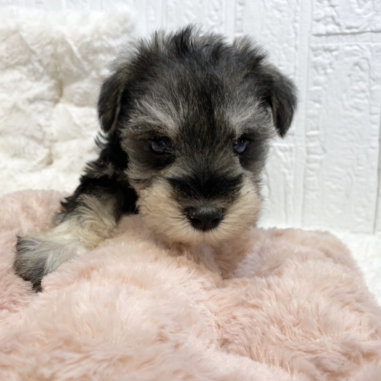 長野県のミニチュアシュナウザー (犬の家＆猫の里カインズ梓川店/2025年12月15日生まれ/男の子/ソルトペッパー)の子犬の3枚目の画像