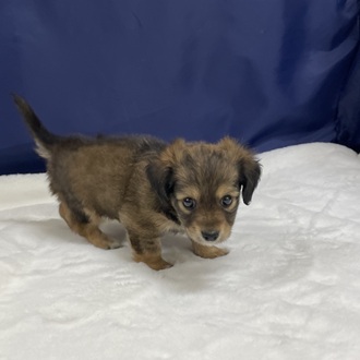 愛知県のチワックス(チワワ×ダックス) (犬の家＆猫の里一宮店/2025年12月14日生まれ/男の子/レッド)の子犬の3枚目の画像