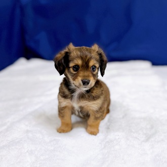 愛知県のチワックス(チワワ×ダックス) (犬の家＆猫の里一宮店/2025年12月14日生まれ/男の子/レッド)の子犬の3枚目の画像