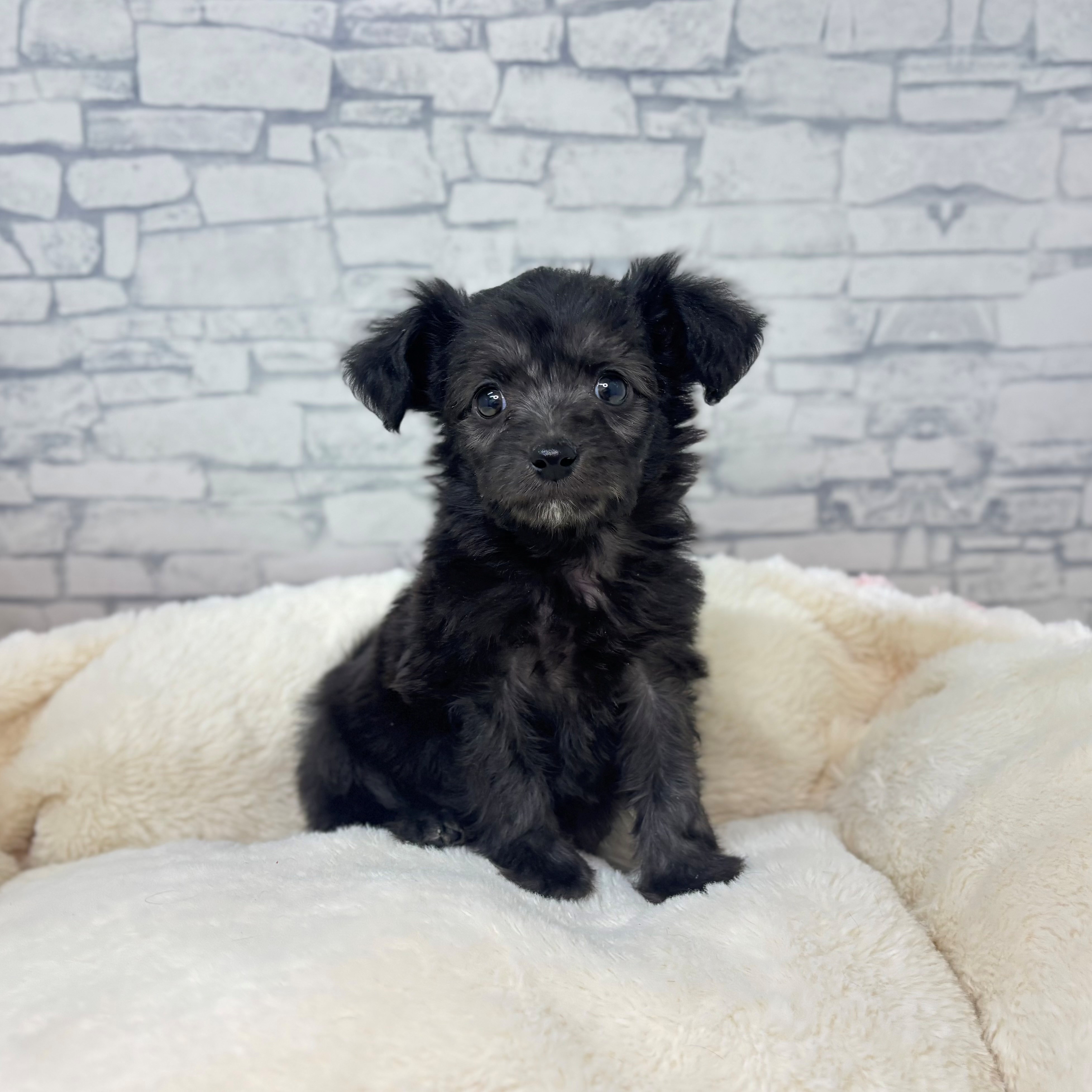 長野県のチワプー/プーチー(チワワ×プードル) (犬の家＆猫の里長野店/2025年12月15日生まれ/男の子/ブラック)の子犬の3枚目の画像