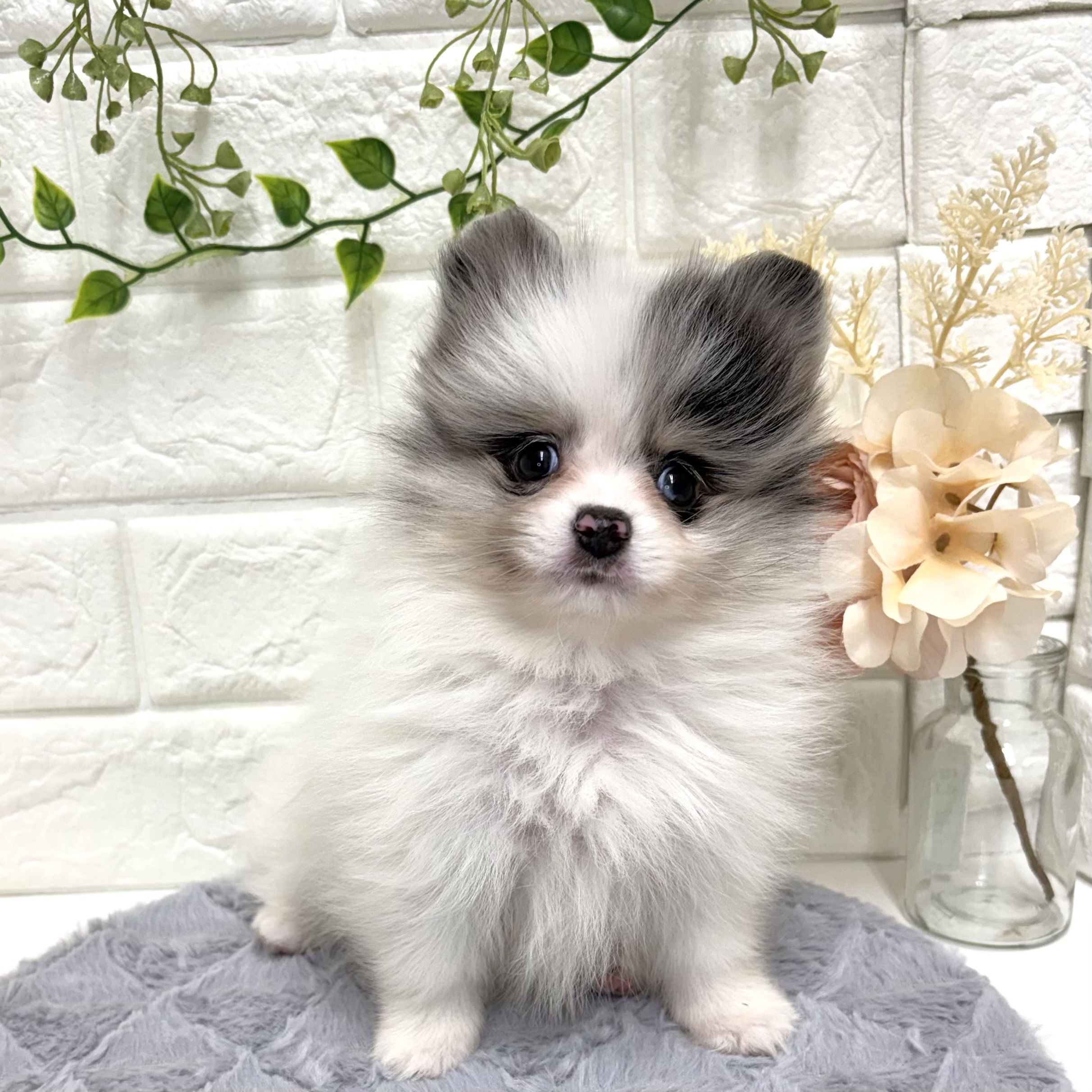東京都のポメラニアン (犬の家＆猫の里ペットフォレスト小平店/2025年12月15日生まれ/男の子/ホワイト、ブルーマール＆タン)の子犬の3枚目の画像