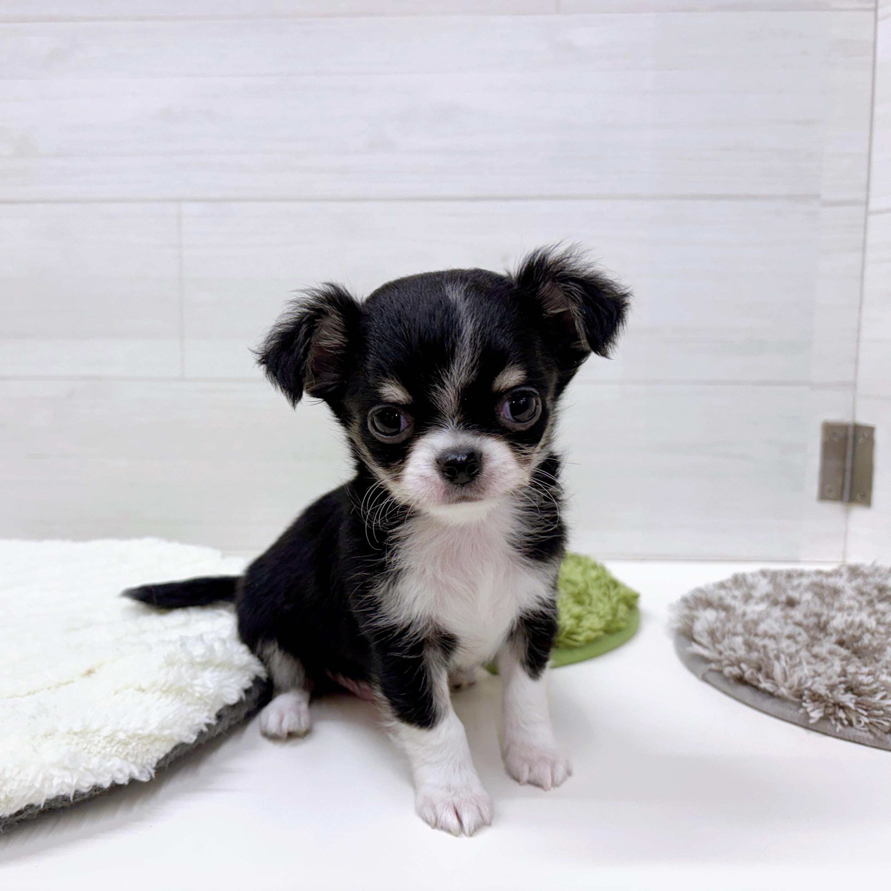 石川県のチワワ(ロング) (犬の家＆猫の里アミーゴ金沢おこばた店/2025年12月16日生まれ/男の子/ブラックタンホワイト)の子犬の3枚目の画像