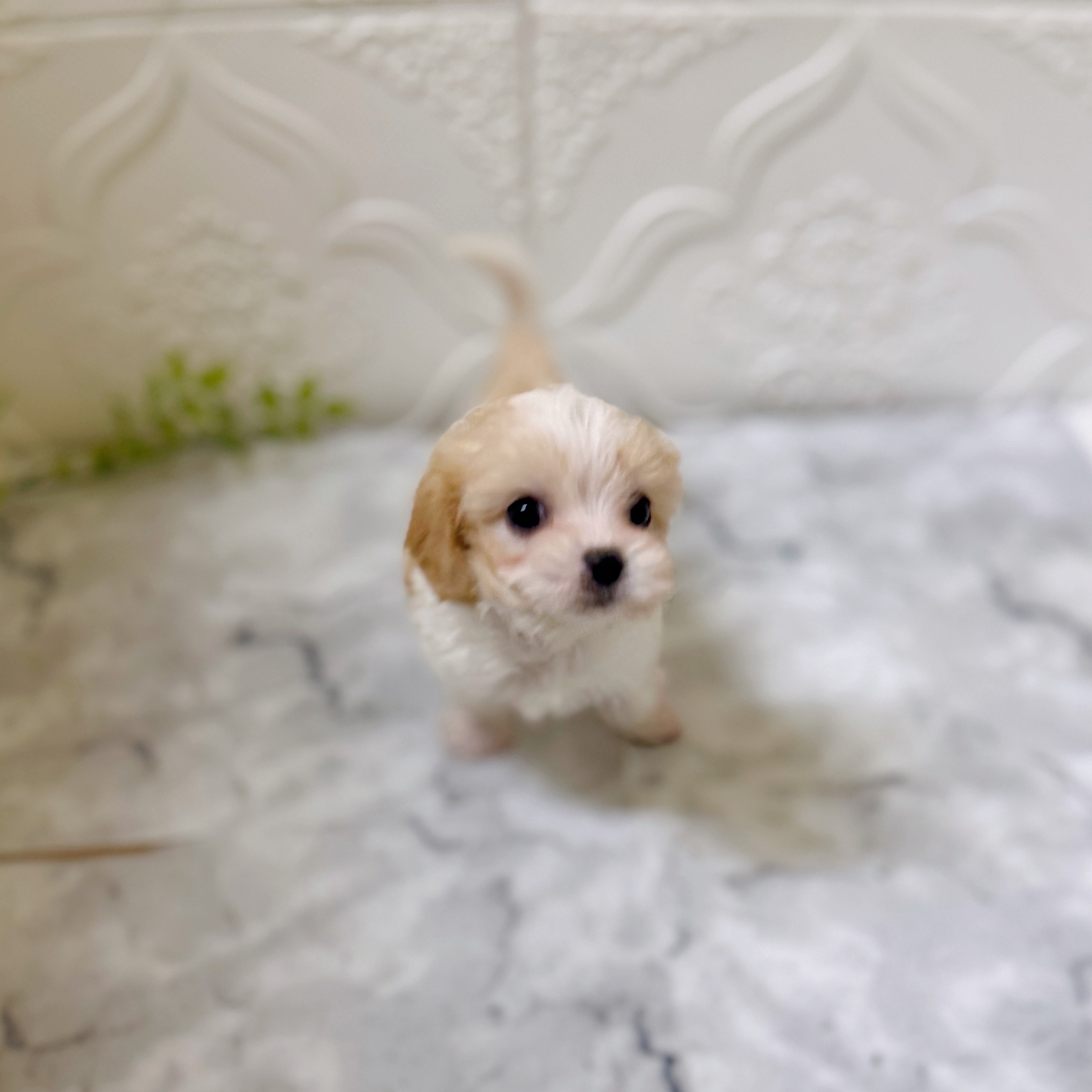 くるくるの毛がかわいい巻き毛の犬9選！特徴や飼育のポイントを紹介