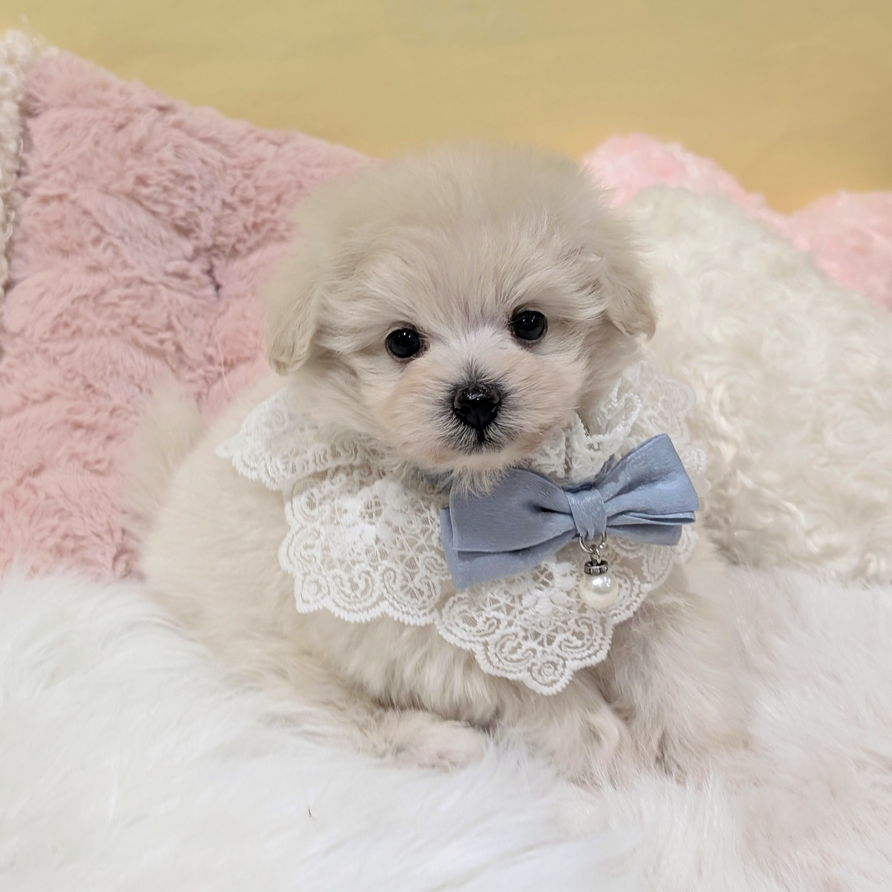 神奈川県のポメプー(ポメラニアン×プードル) (犬の家＆猫の里元住吉ブレーメン通り店/2025年12月13日生まれ/男の子/クリーム)の子犬の3枚目の画像