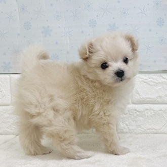 静岡県のポメプー(ポメラニアン×プードル) (犬の家＆猫の里マークイズ静岡店/2025年12月13日生まれ/女の子/クリーム)の子犬の3枚目の画像