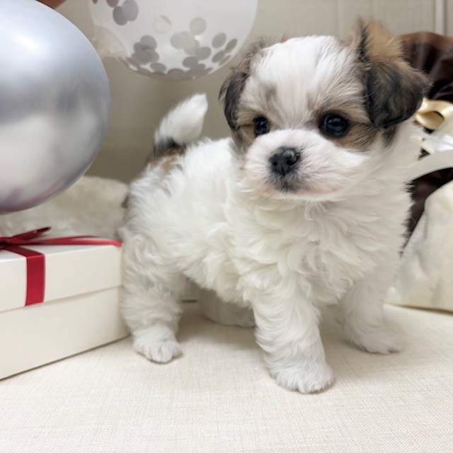 千葉県のチワマル/マルチワ(チワワ×マルチーズ) (犬の家＆猫の里ワンズモール稲毛店/2025年12月16日生まれ/女の子/ホワイトレッド)の子犬の3枚目の画像