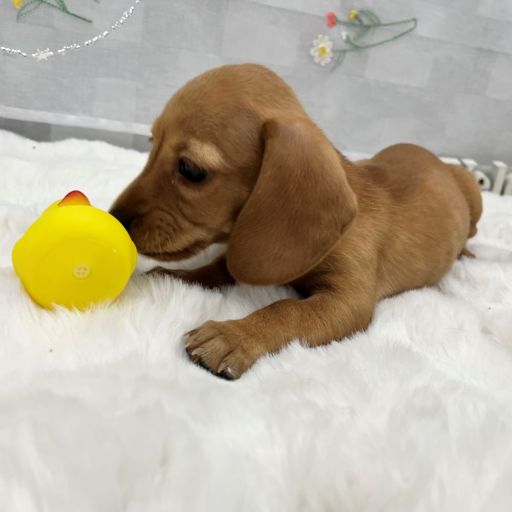 静岡県のミニチュアダックスフンド(スムース) (犬の家＆猫の里MEGAドン・キホーテ袋井店/2025年12月16日生まれ/女の子/ゴールド)の子犬の3枚目の画像