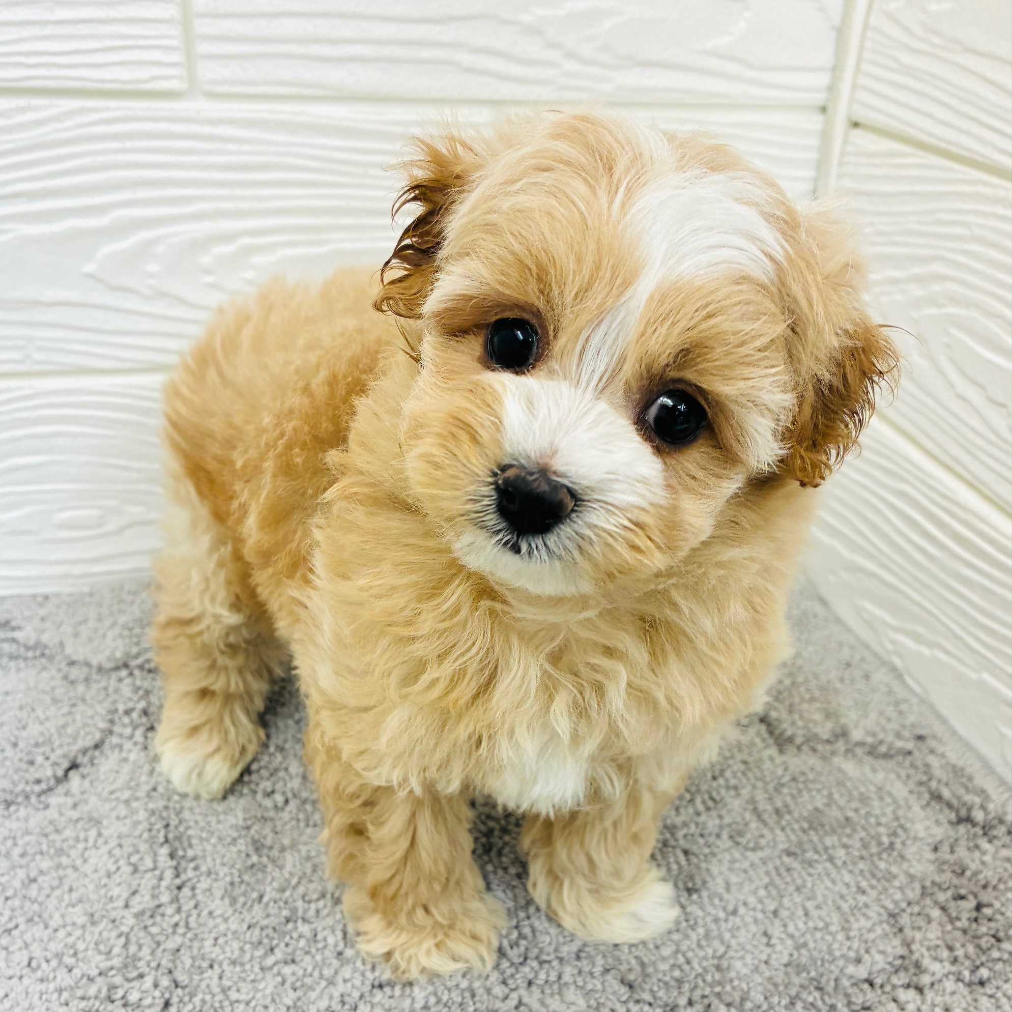 愛知県のマルプー(マルチーズ×プードル) (犬の家＆猫の里七宝店/2025年12月15日生まれ/女の子/アプリコット)の子犬